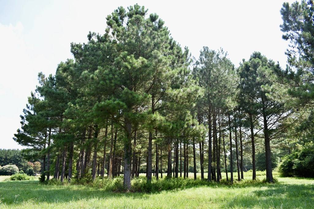 Clarksville, VA 23927,Lot 3 Woodlawn Drive