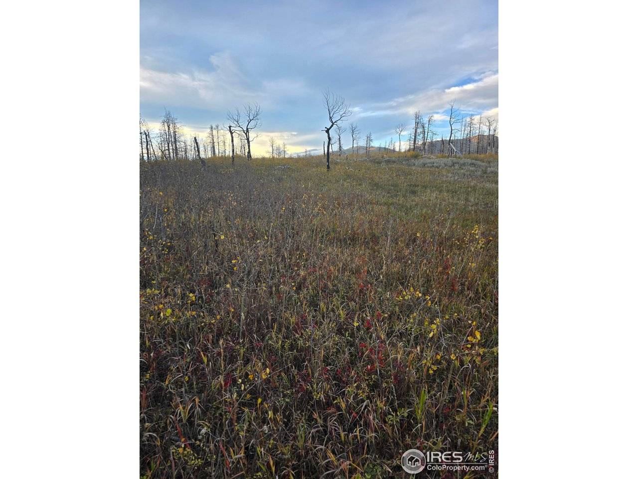 Bellvue, CO 80512,75 Sheep Horn