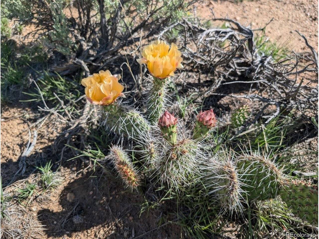 Fort Garland, CO 81133,10 Dante