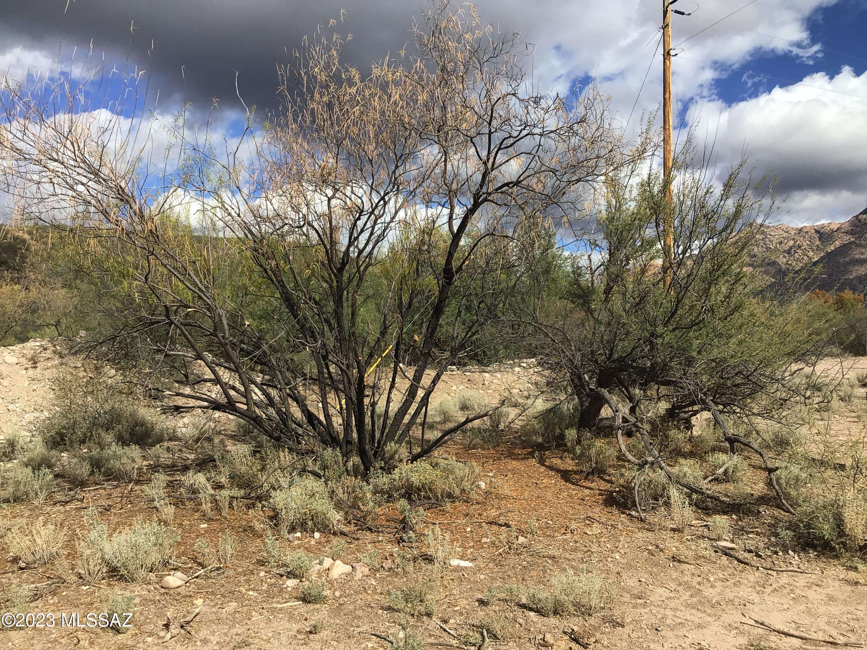 Willcox, AZ 85643,40 ac N Grand Reef Road