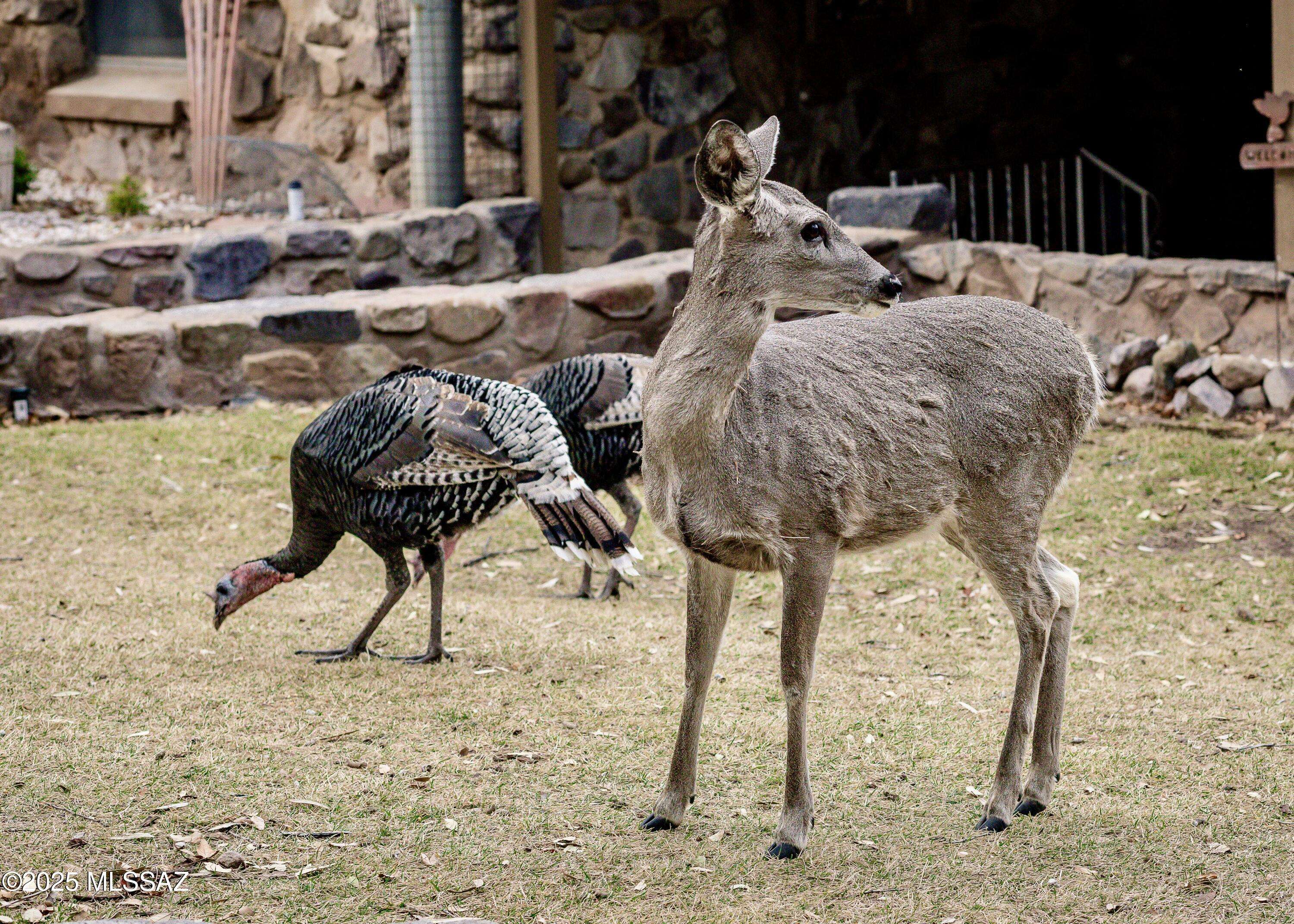 Hereford, AZ 85615,29 E Ramsey Canyon Road