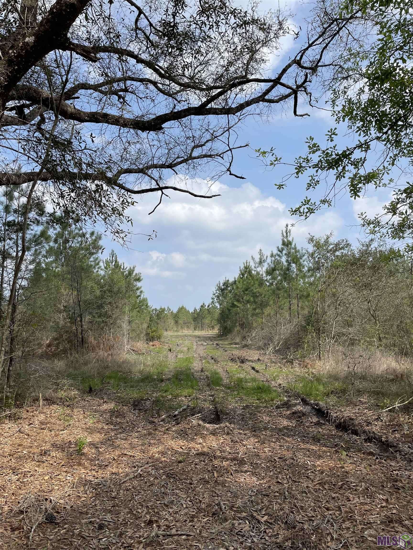 Holden, LA 70744,Tract 6 LORIN WALL RD