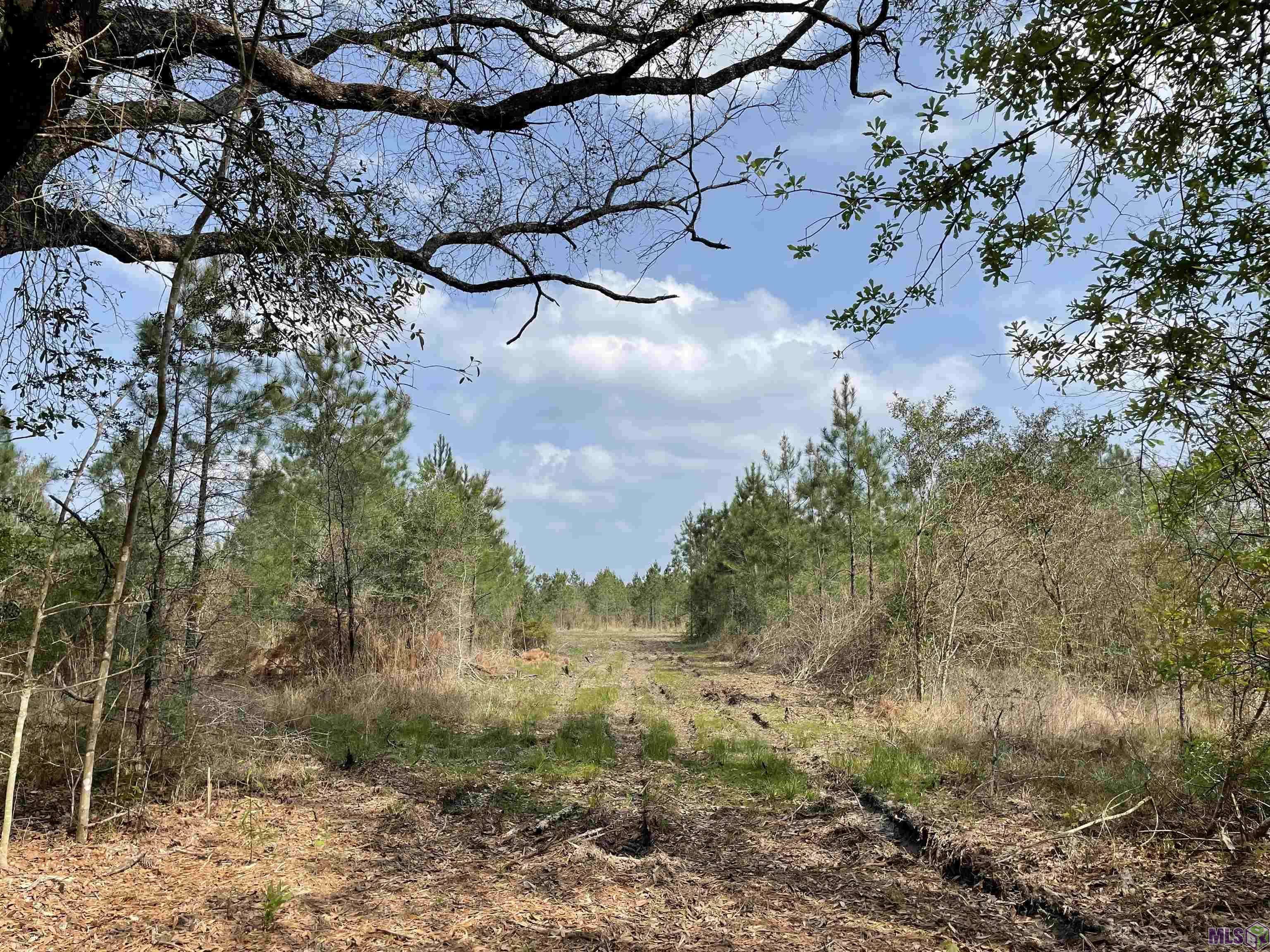 Holden, LA 70744,Tract 5 LORIN WALL RD