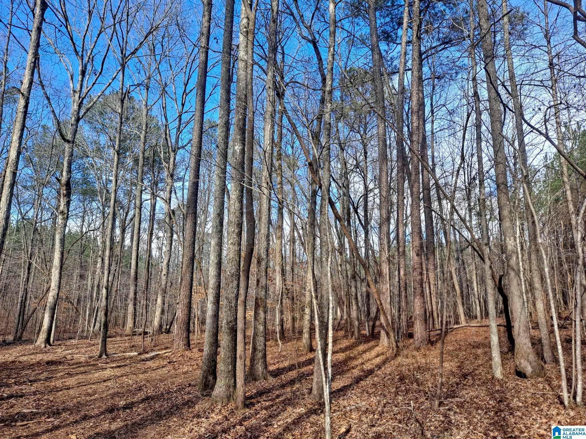Brilliant, AL 35548,COUNTY ROAD 44 #1