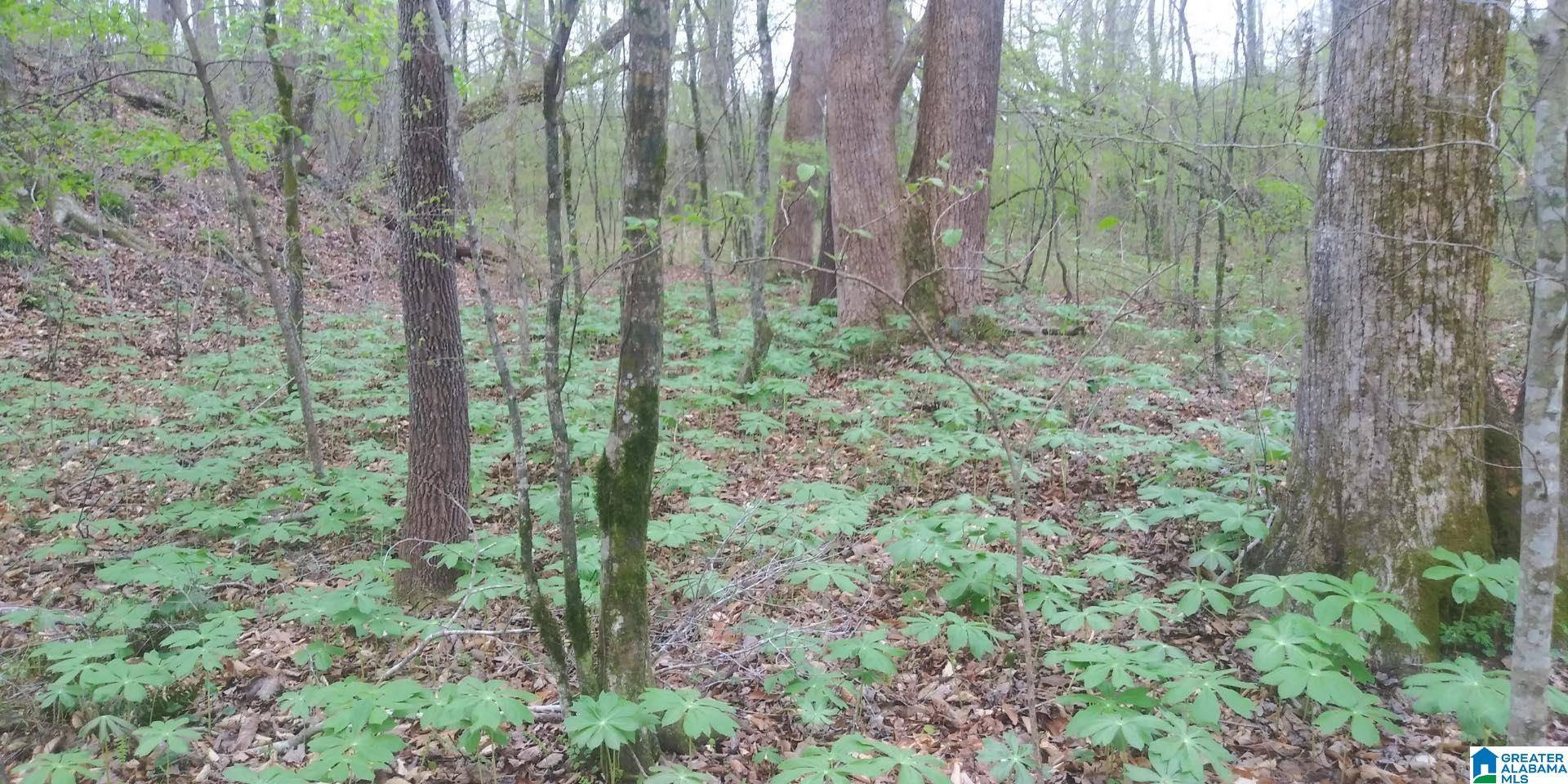 Ranburne, AL 36273,00 HIGHWAY 46 #0