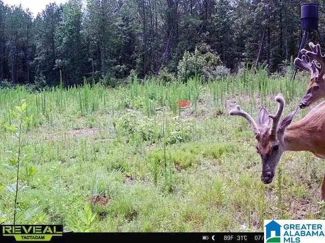 Ethelsville, AL 35461,3653 TABERNACLE ROAD #0