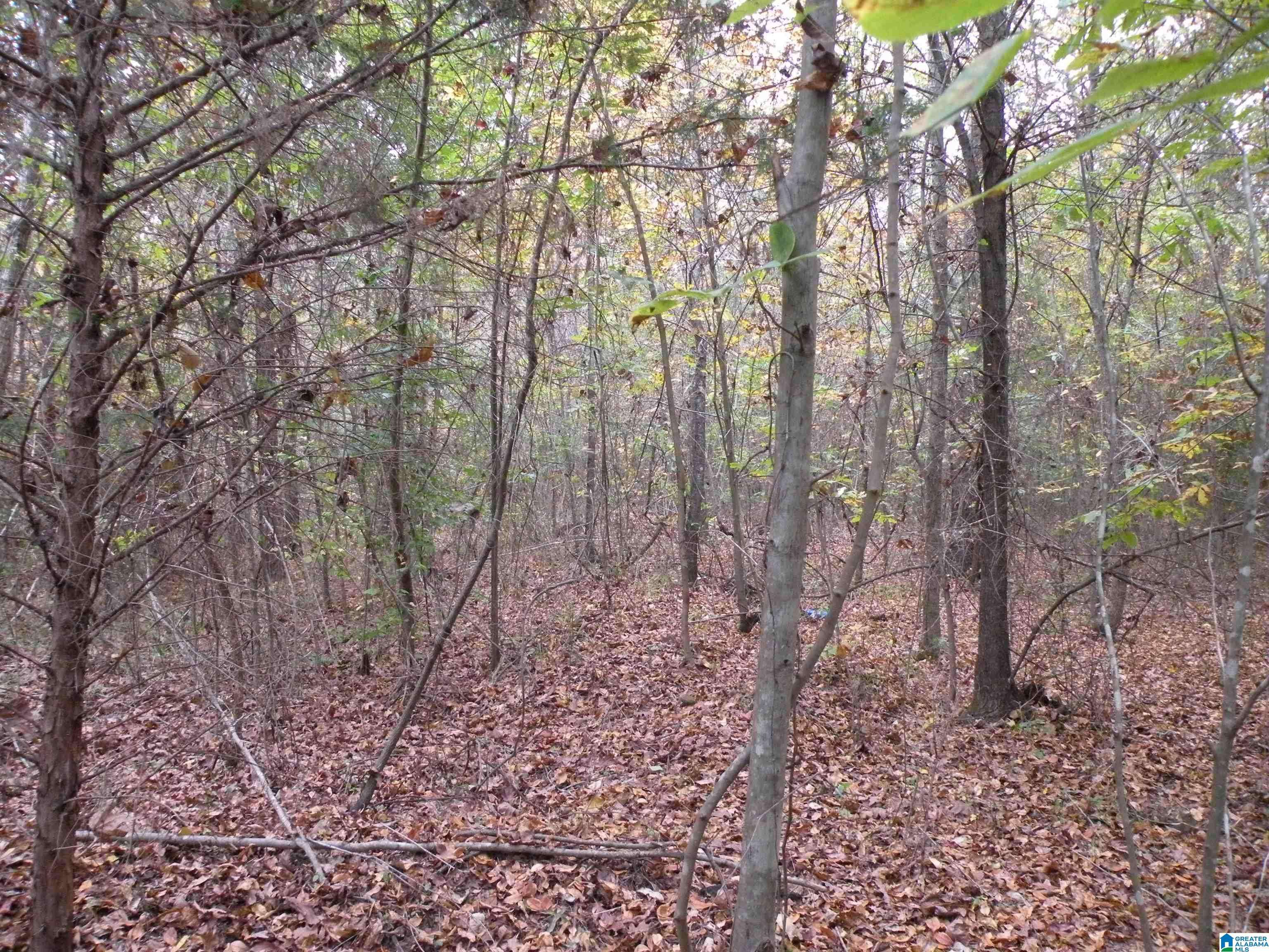 Sylacauga, AL 35150,0 FULTON GAP ROAD #0