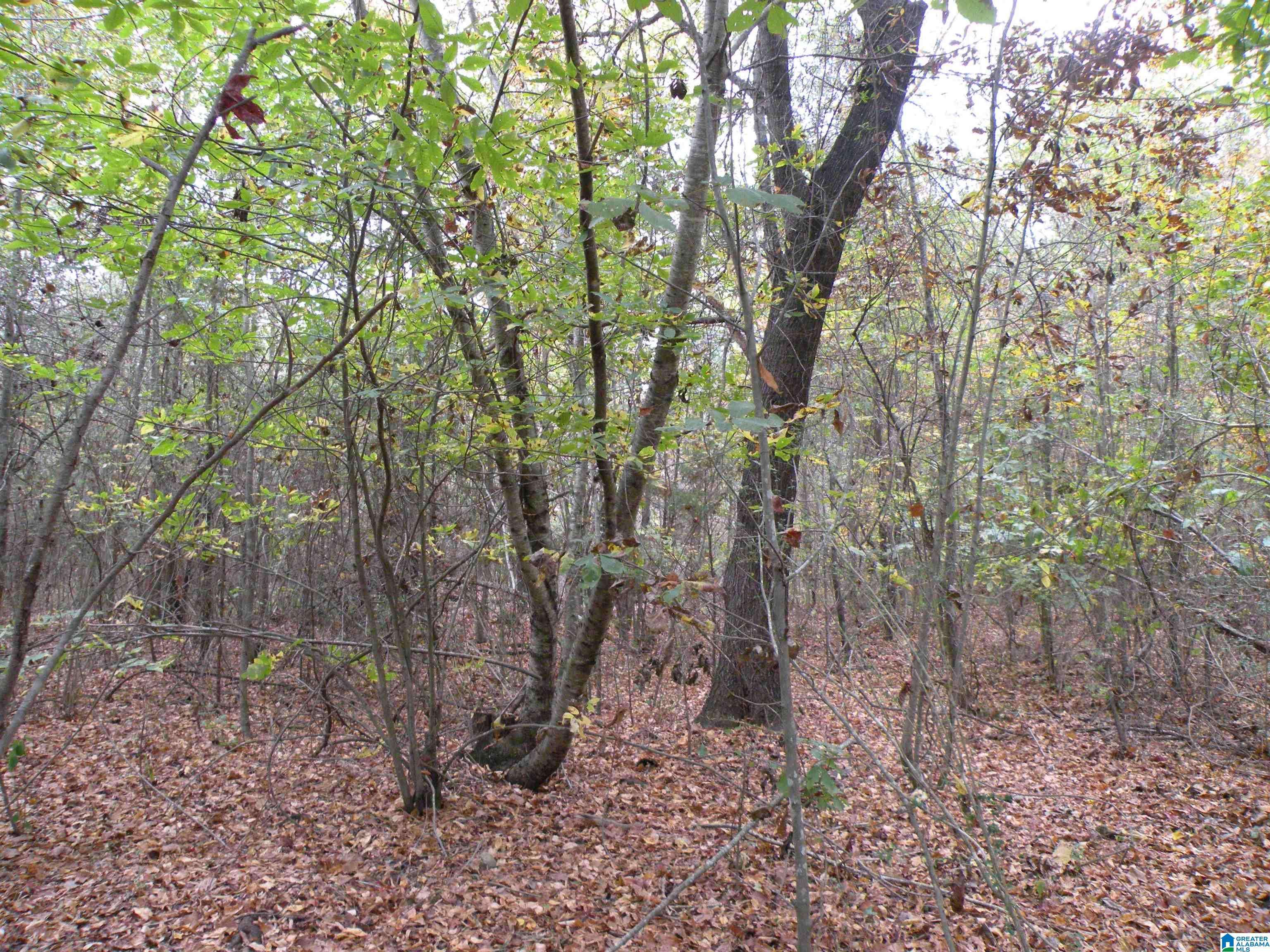 Sylacauga, AL 35150,0 FULTON GAP ROAD #0