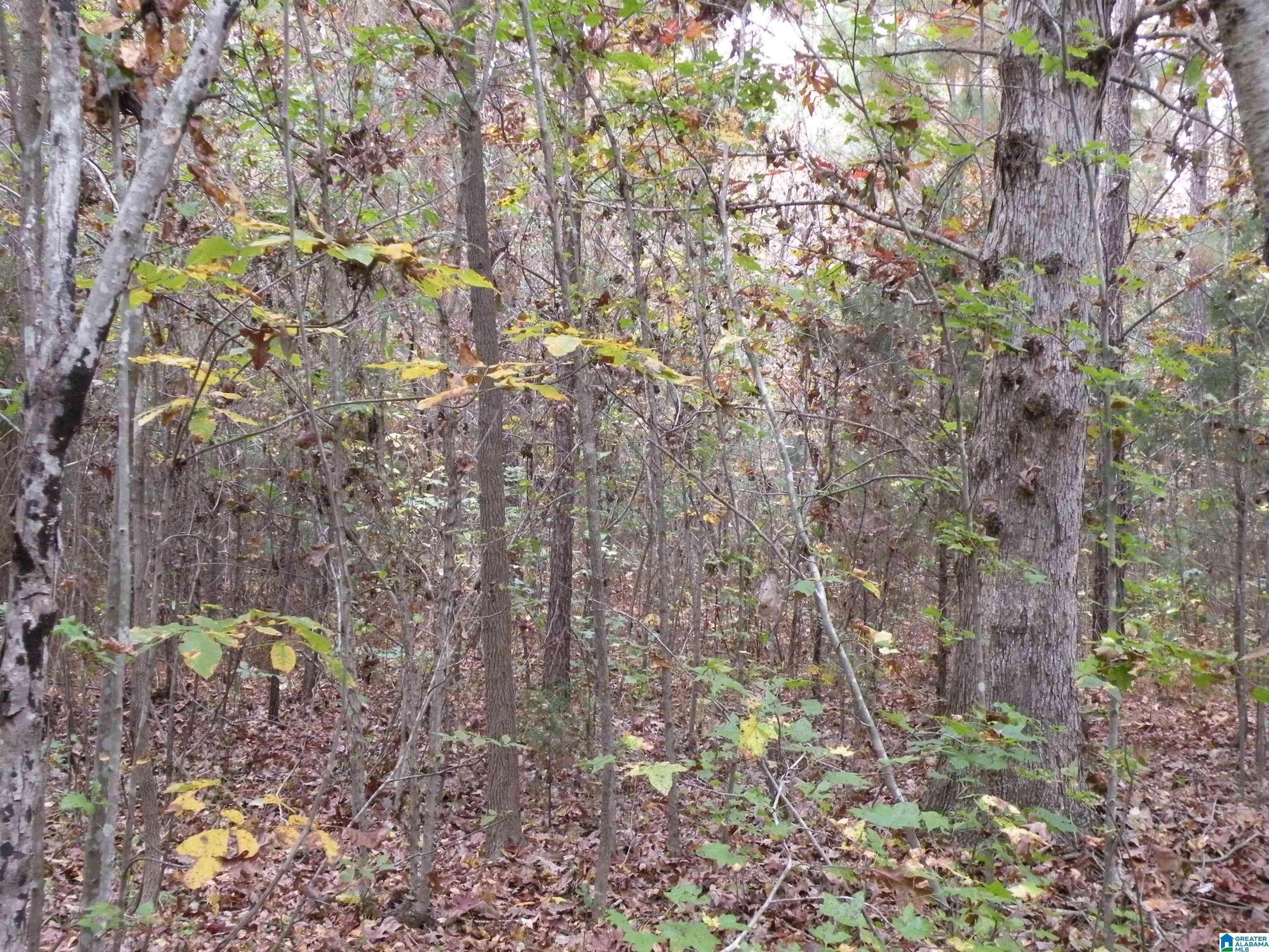 Sylacauga, AL 35150,0 FULTON GAP ROAD #0