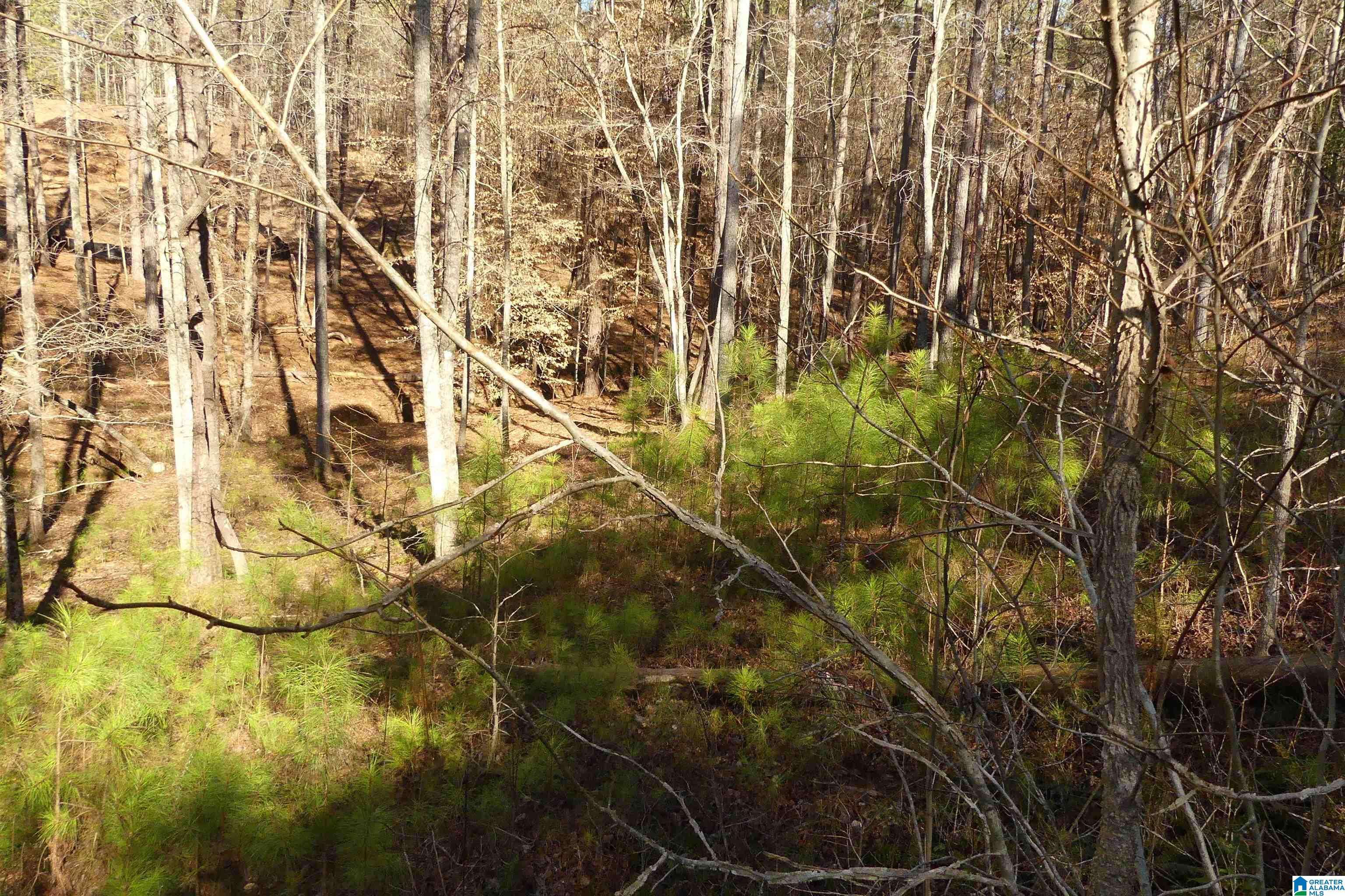 Wedowee, AL 36278,Lot 67 BLUE BIRD DRIVE #67
