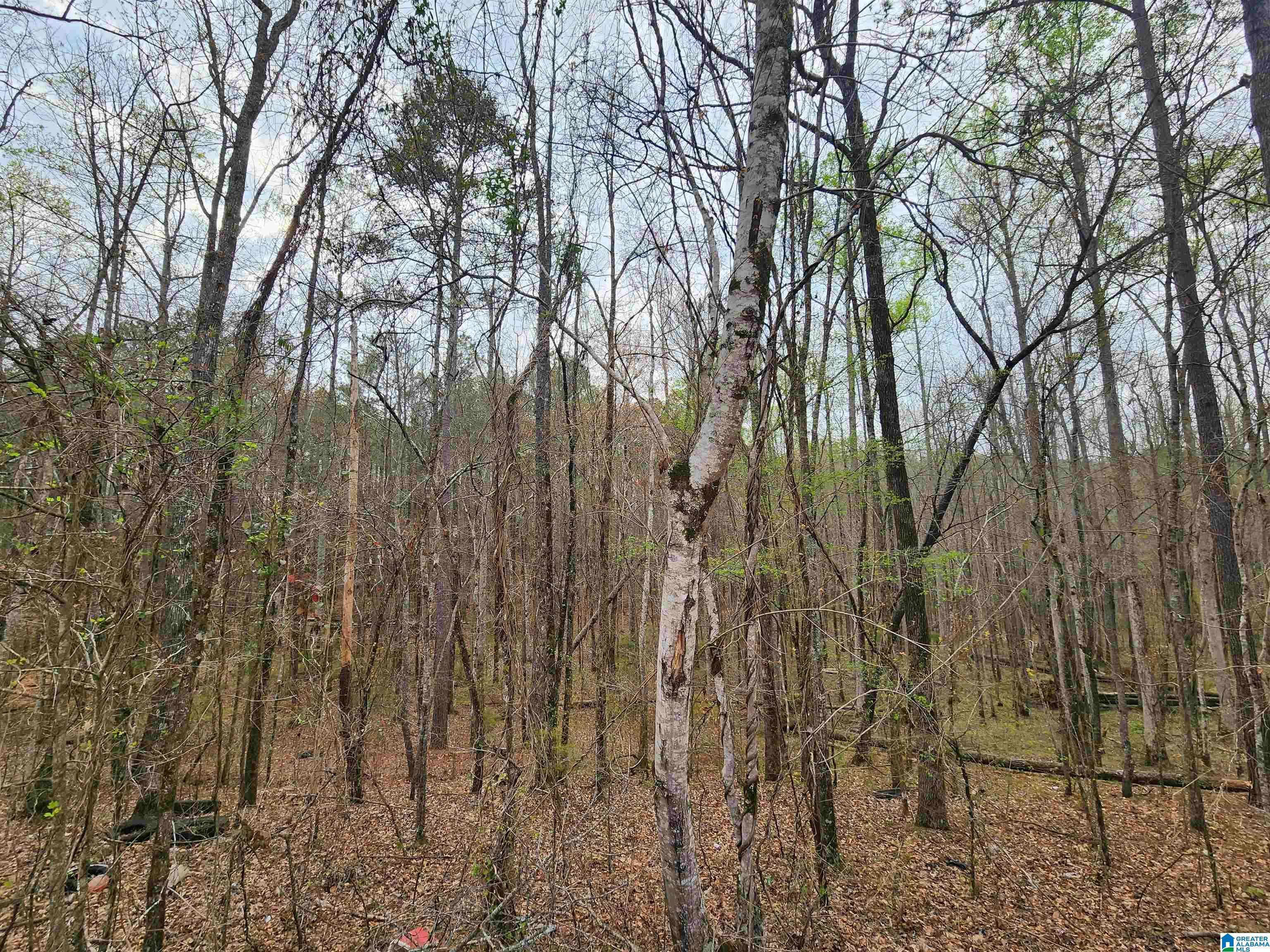 Goodwater, AL 35072,0000 COUNTY ROAD 141 #1
