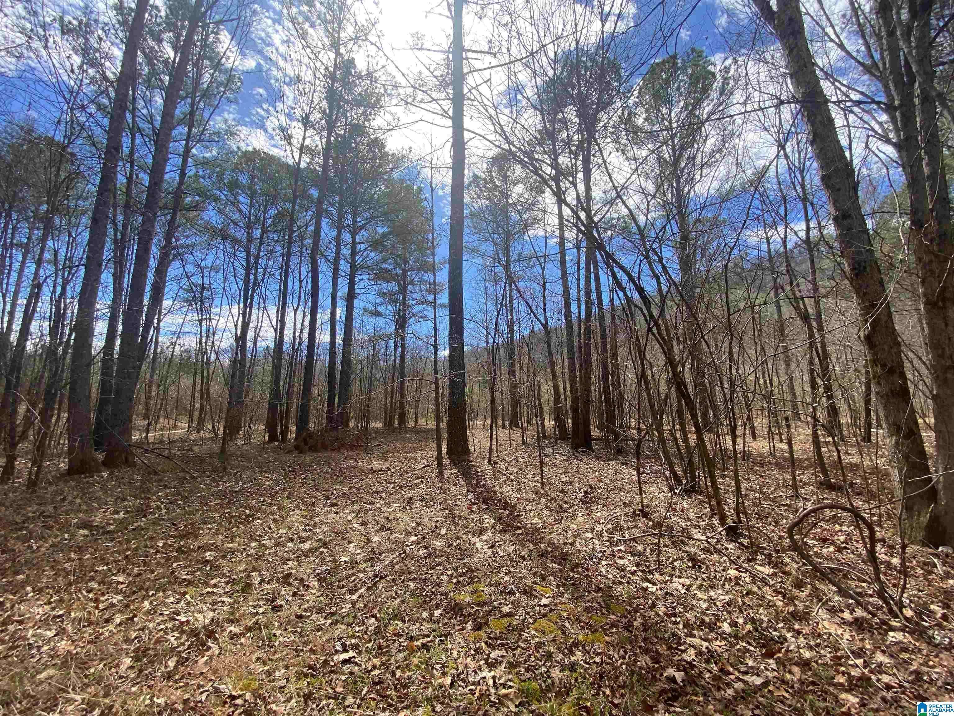 Ashville, AL 35953,MOUNTAIN SPRINGS ROAD #12 Acres