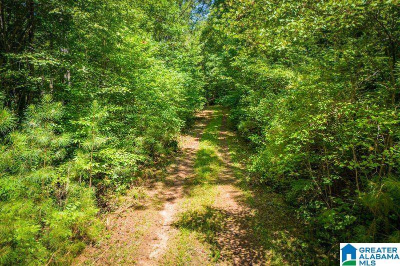 Newell, AL 36280,250 ACRES COUNTY ROAD 540 #00