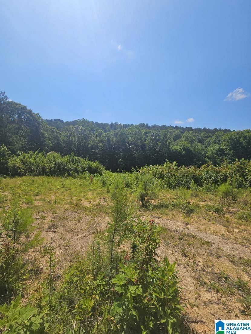 Odenville, AL 35120,0 COUNTY ROAD 12 #0