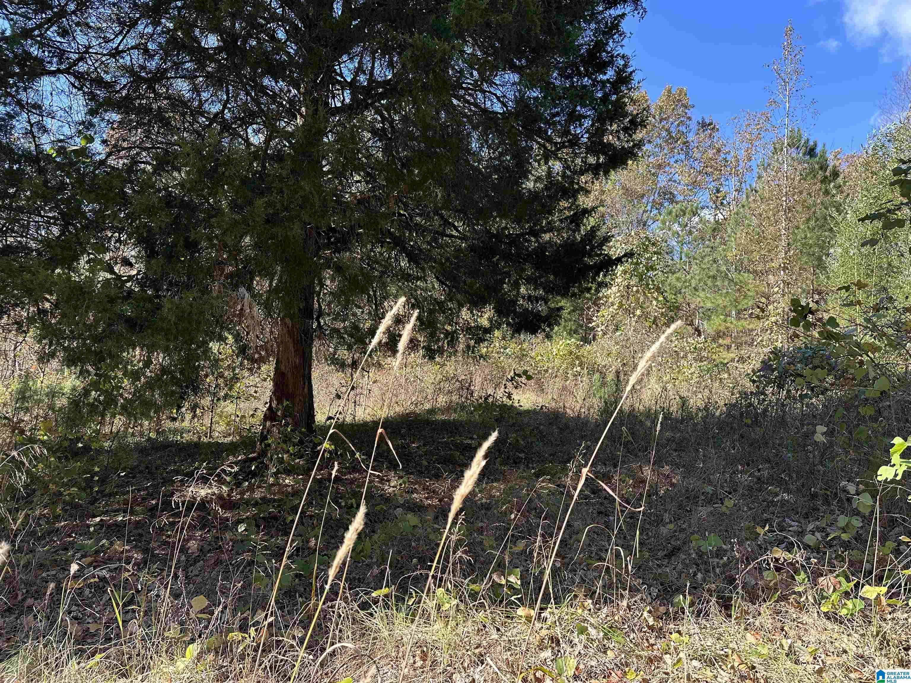 Heflin, AL 36264,580 COUNTY ROAD 209 #0