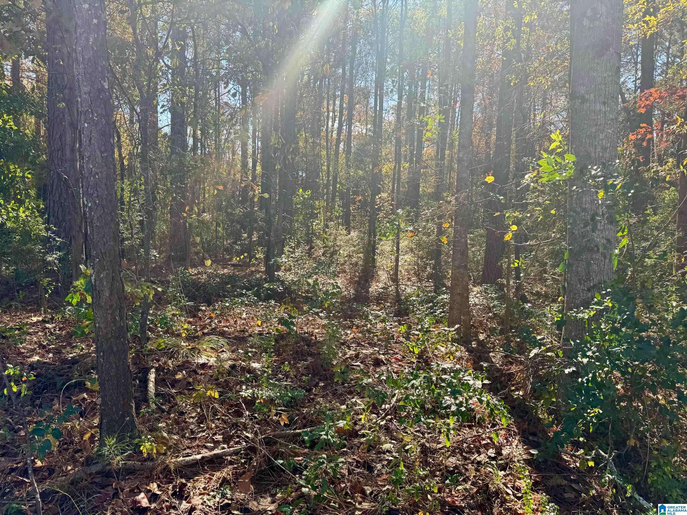 Roanoke, AL 36274,Lot 18 OMAHA ROAD #Lot 18