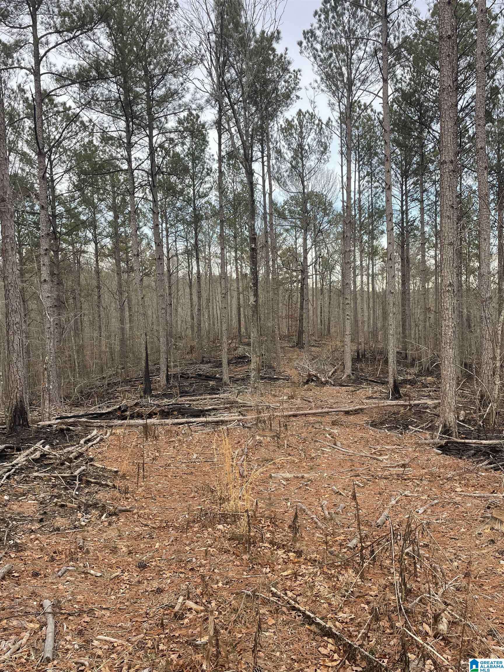 Lineville, AL 36266,13.8+/- Acres PEACE OF MIND DRIVE #2