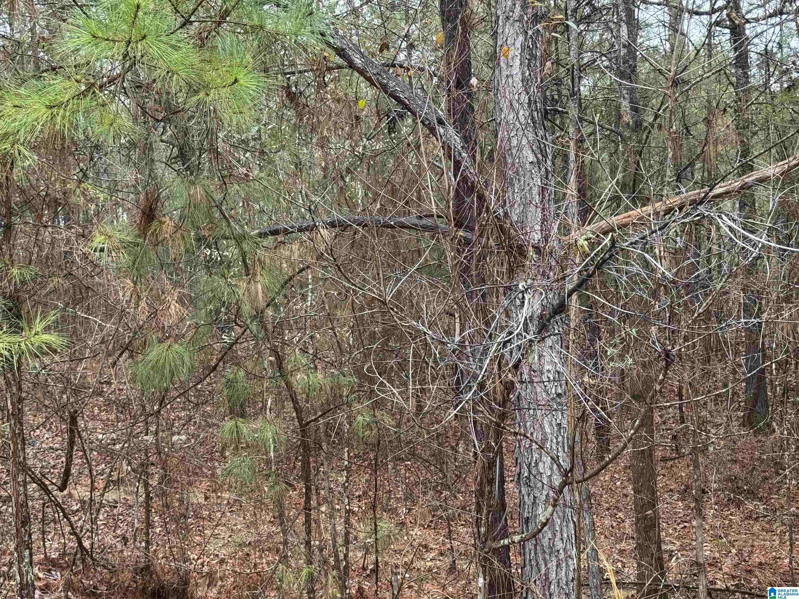Vincent, AL 35178,286 WILLOW LANE #5