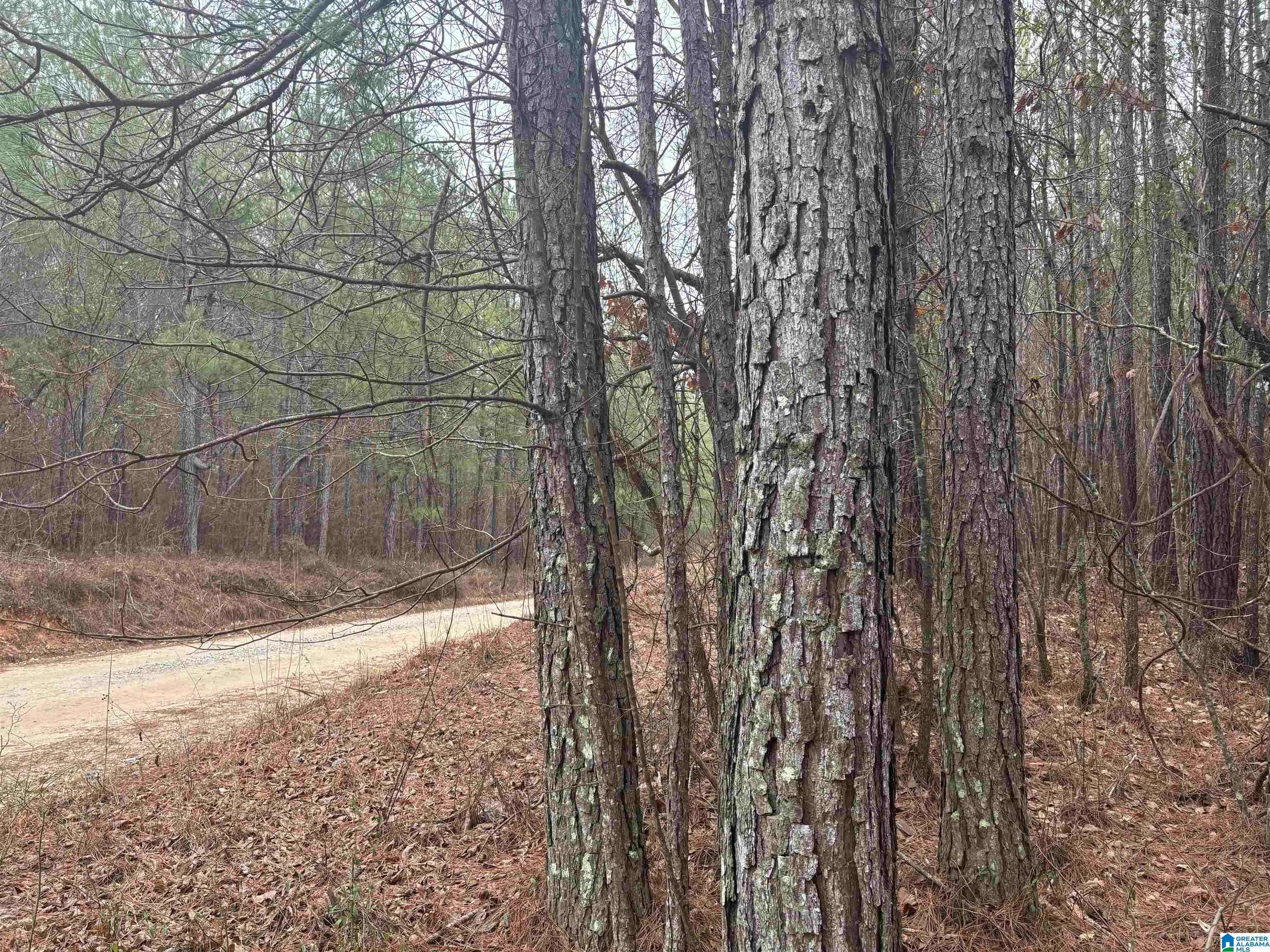 Wadley, AL 36276,COUNTY ROAD 823 #Lot 6