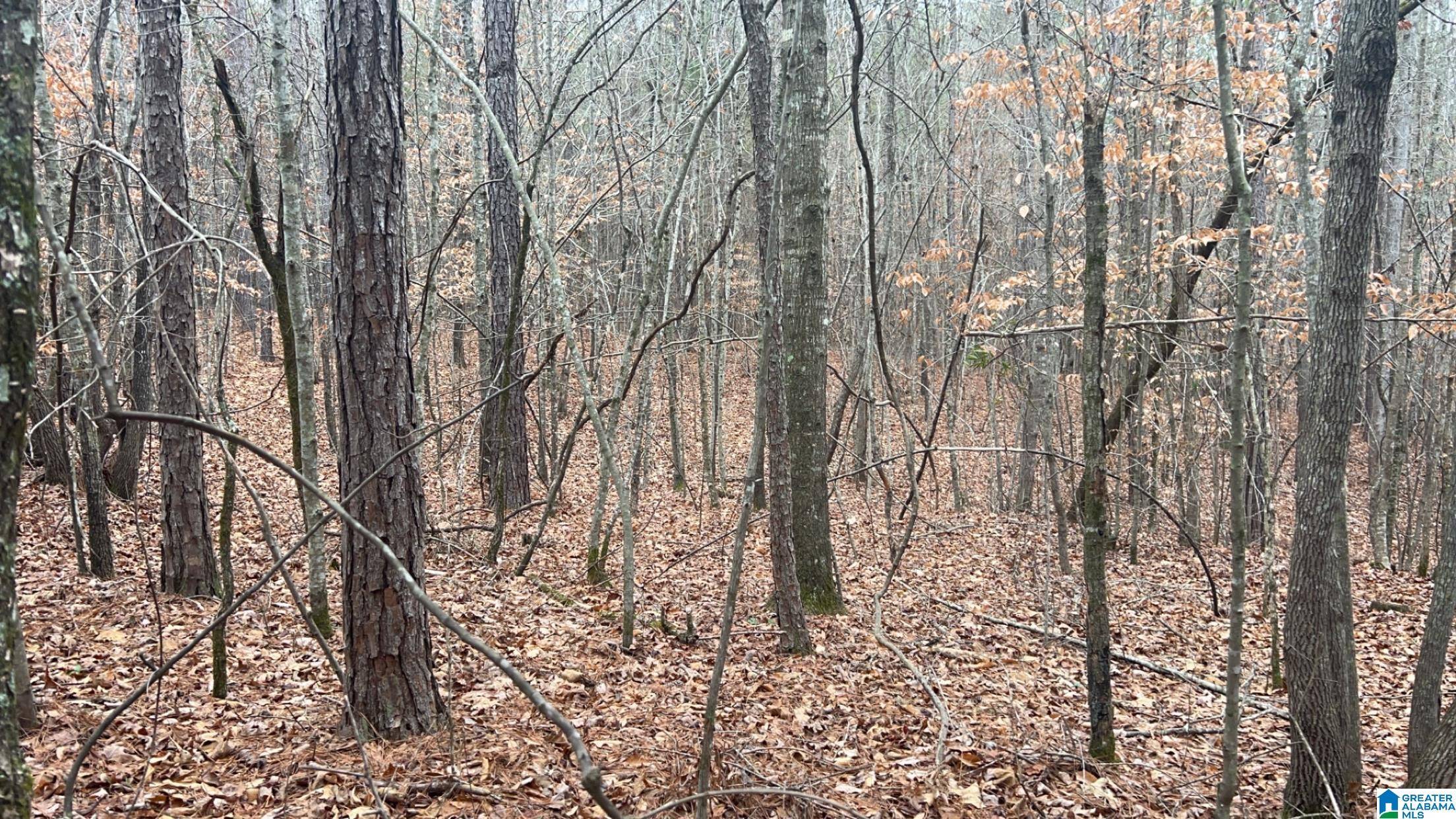 Wadley, AL 36276,12.4 +/- COUNTY ROAD 823 #Lot 3