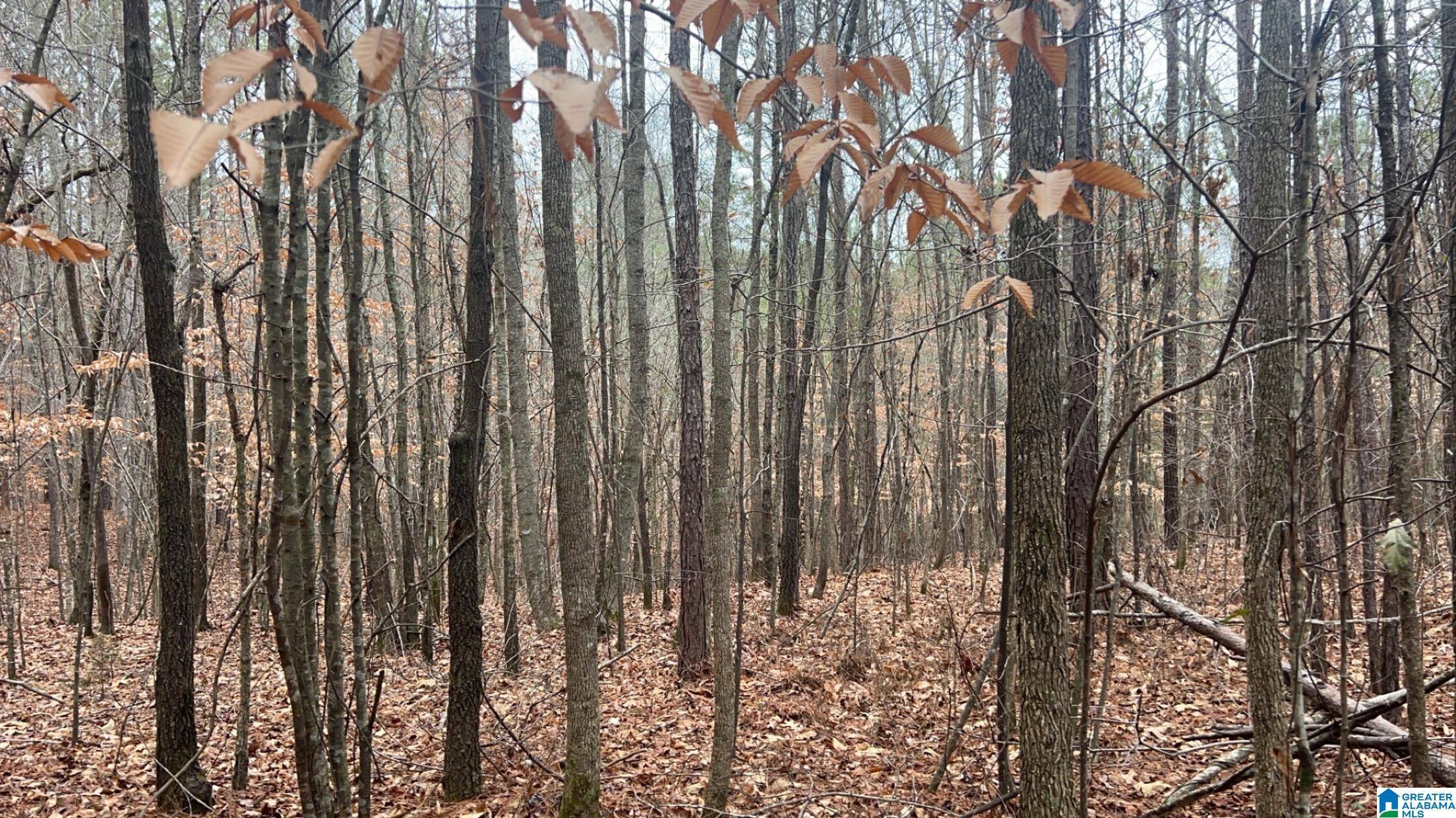 Wadley, AL 36276,Lot 5 /2 Acre COUNTY ROAD 823 #Lot 5