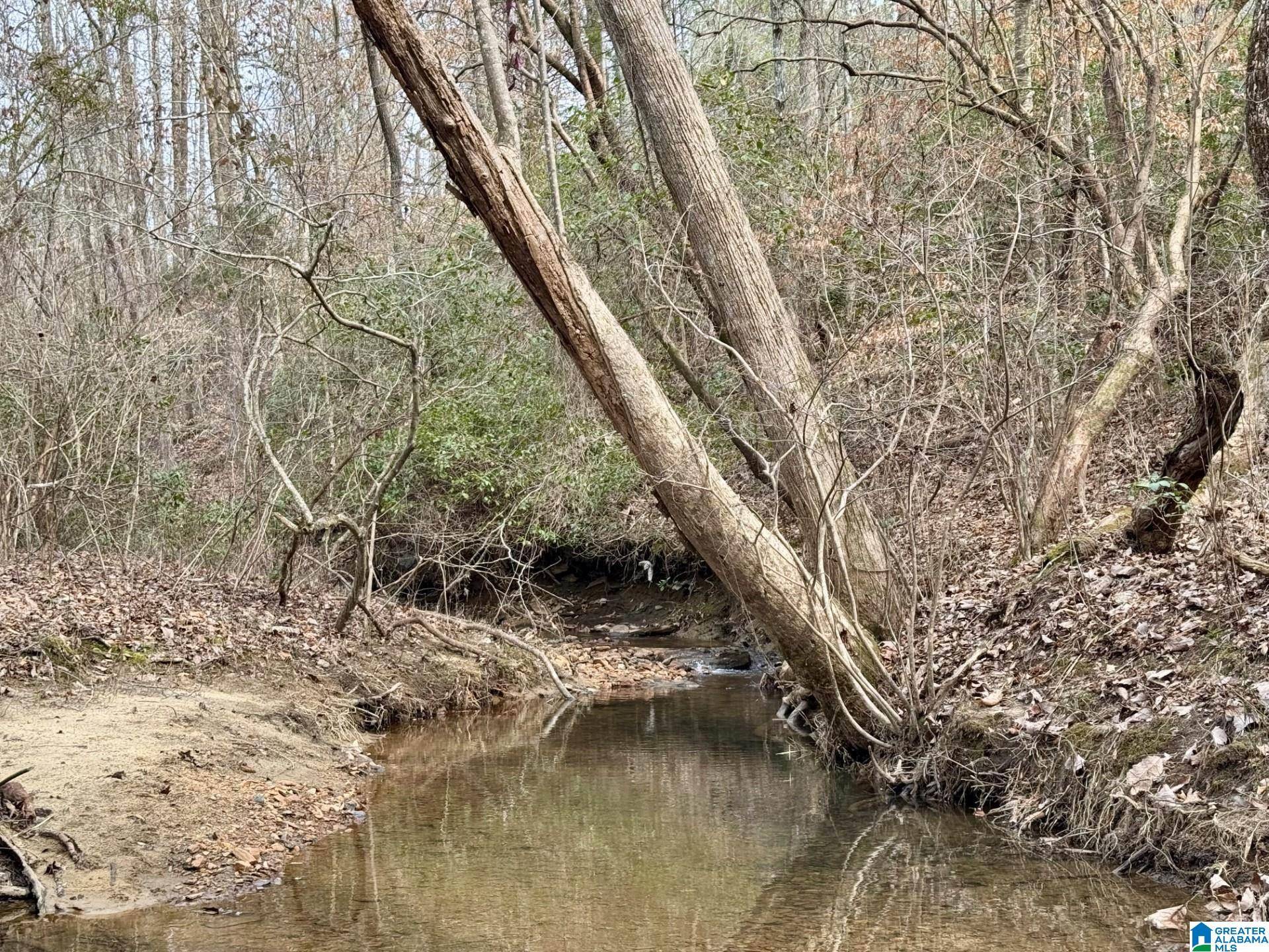 Woodland, AL 36280,1186 COUNTY ROAD 481 #0