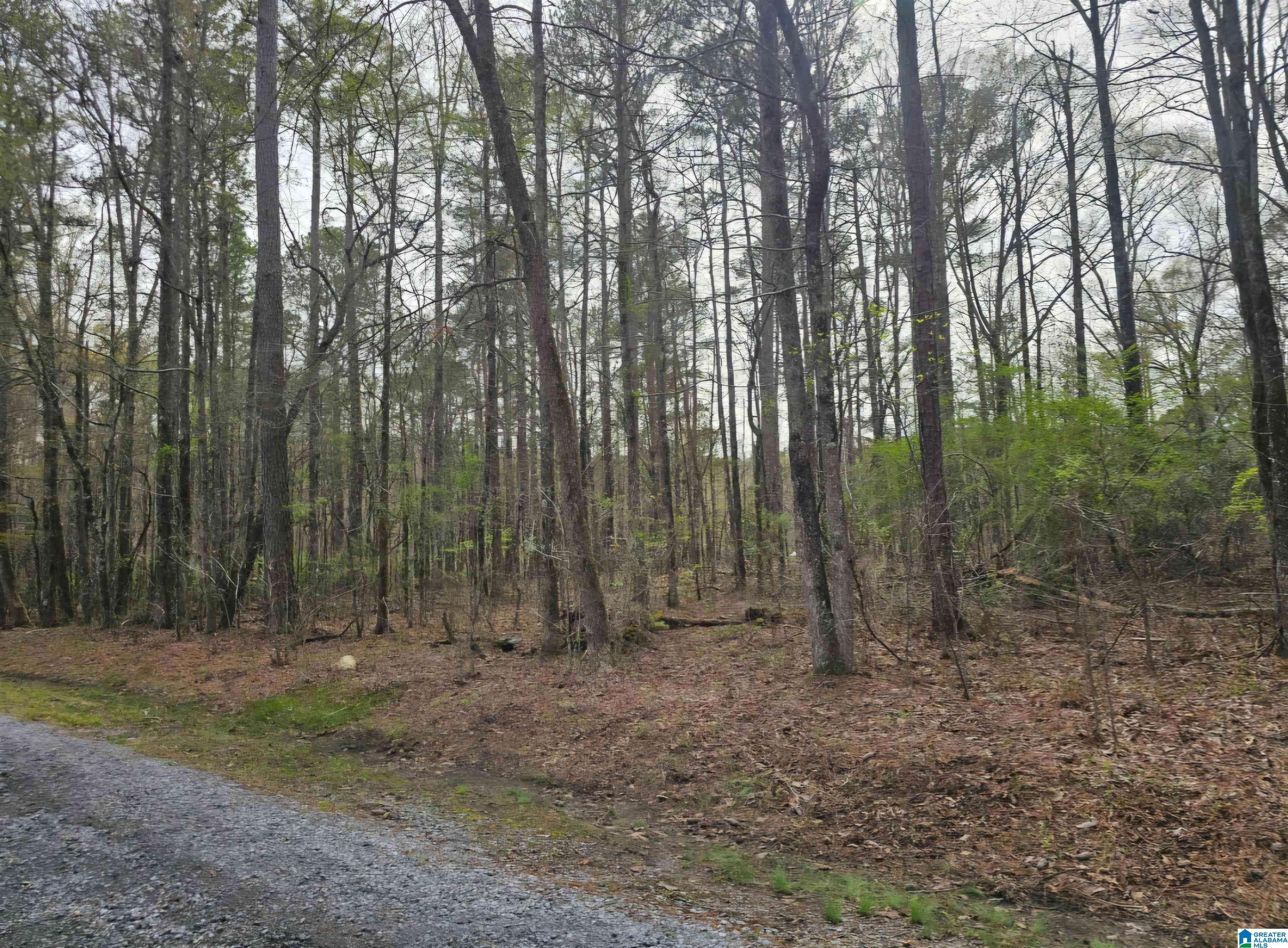 Talladega, AL 35160,lot 40 FORESTDALE DRIVE #40