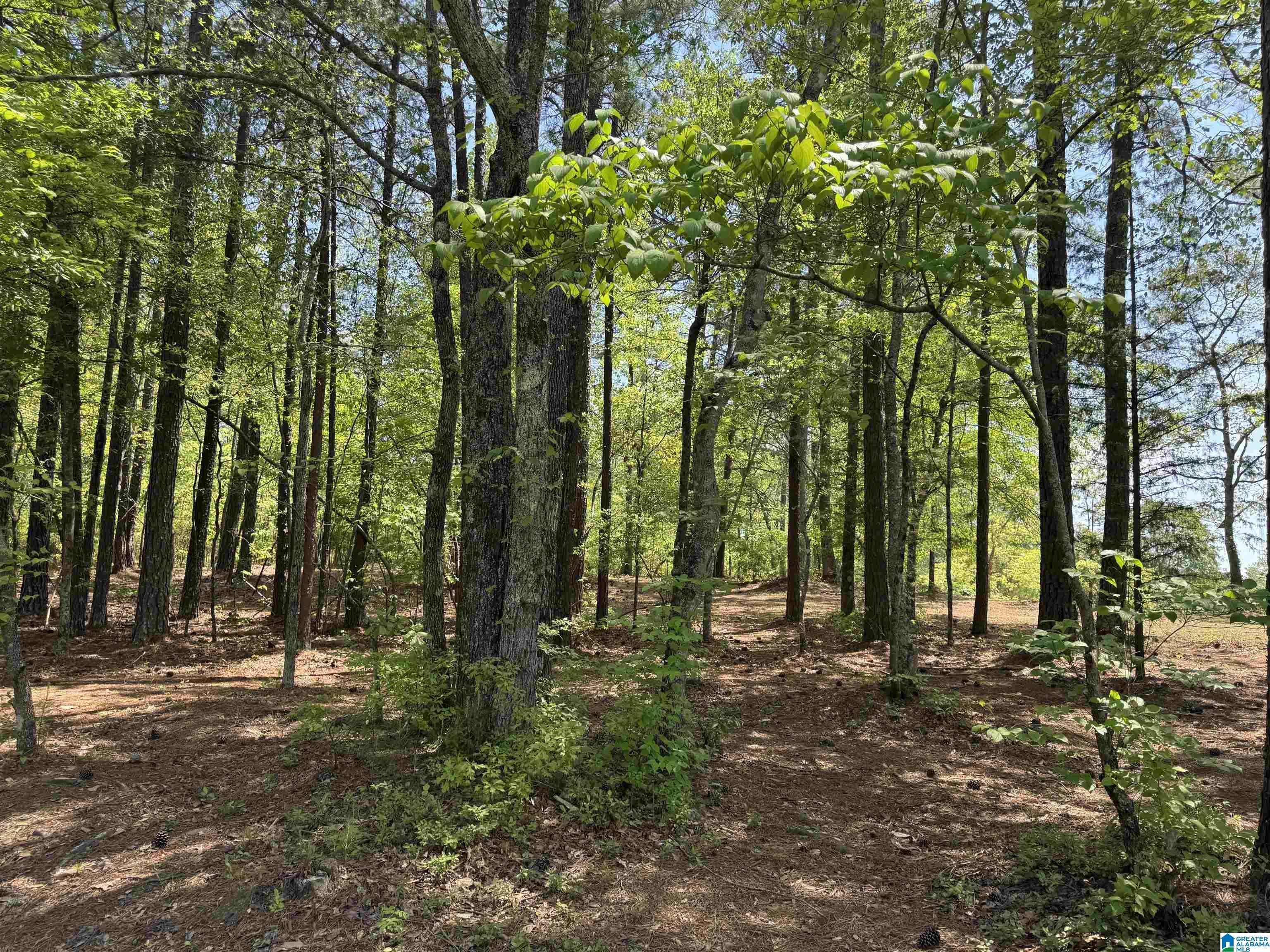 Sterrett, AL 35147,COUNTRY MANOR DRIVE #3.11 acres