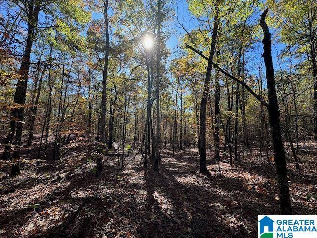 Wadley, AL 36276,COUNTY ROAD 823 #90 Ac