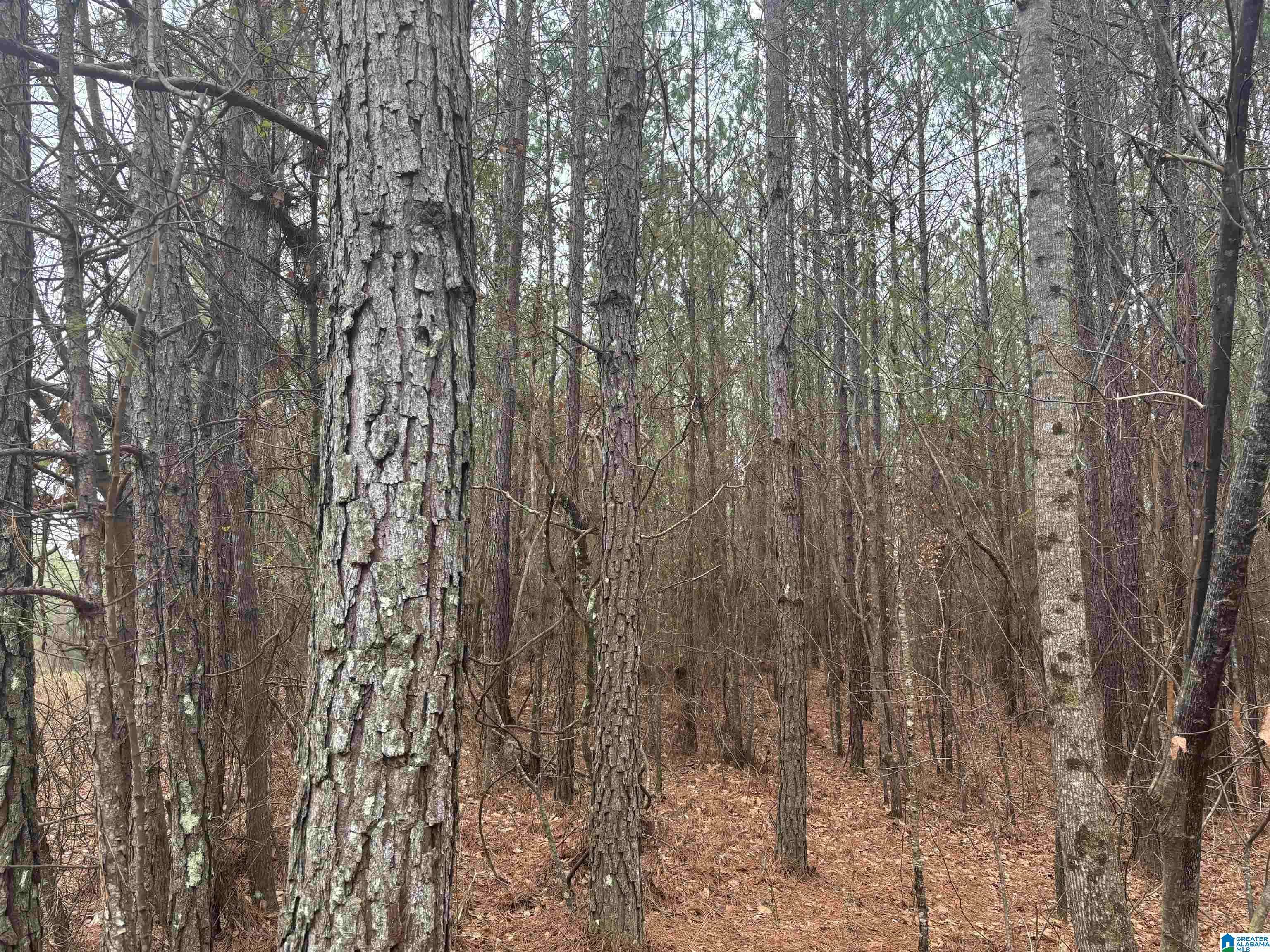 Wadley, AL 36276,COUNTY ROAD 823 #Lot 9