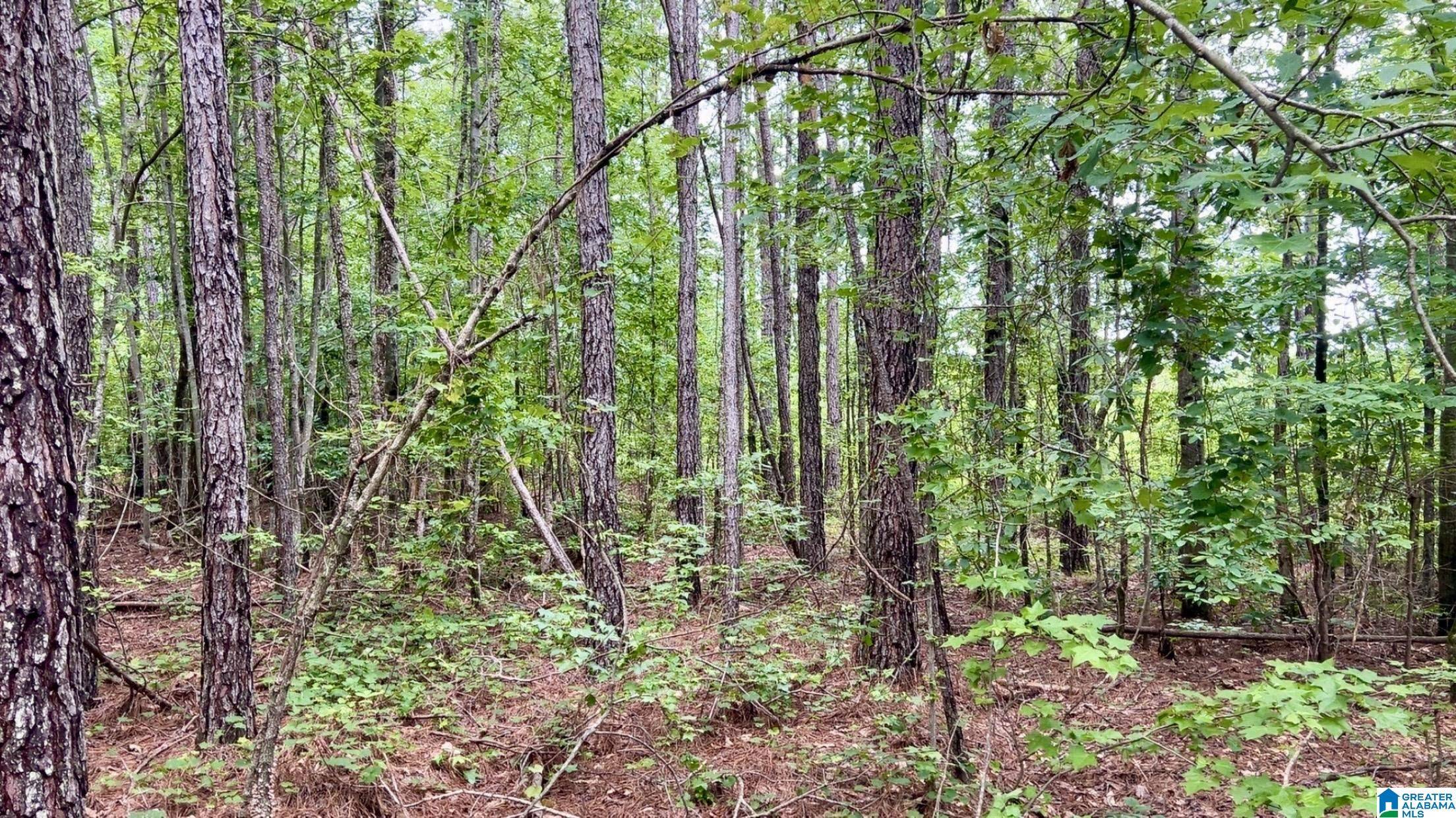 Roanoke, AL 36274,0 COUNTY ROAD 645 #1