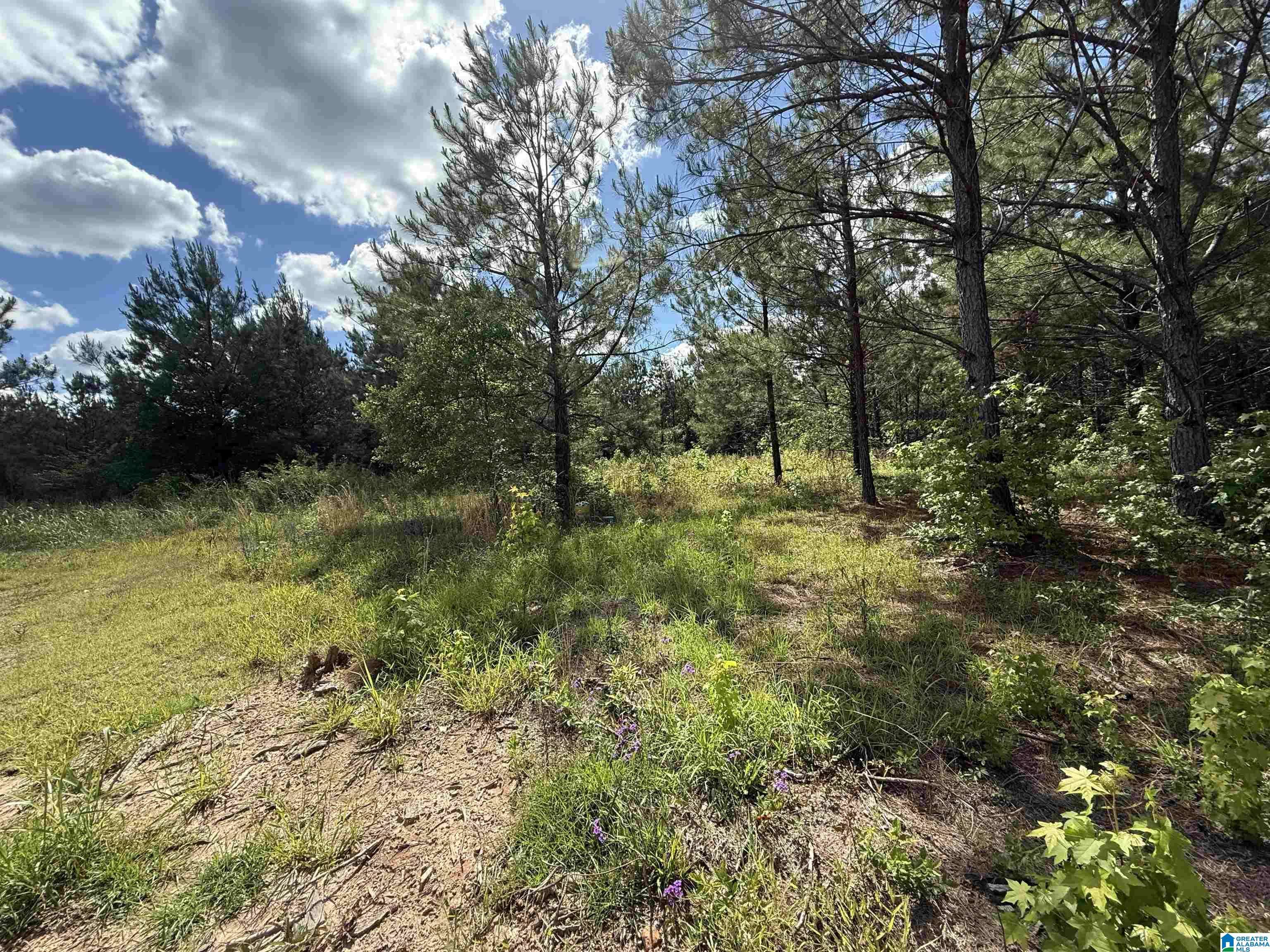Verbena, AL 36091,12345 COUNTY ROAD 24