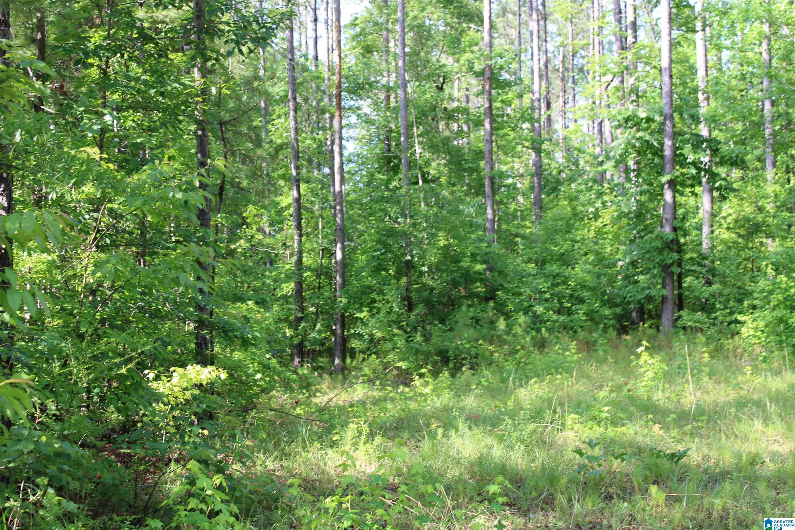 Rockford, AL 35136,0 PROVIDENCE CHURCH ROAD #lot