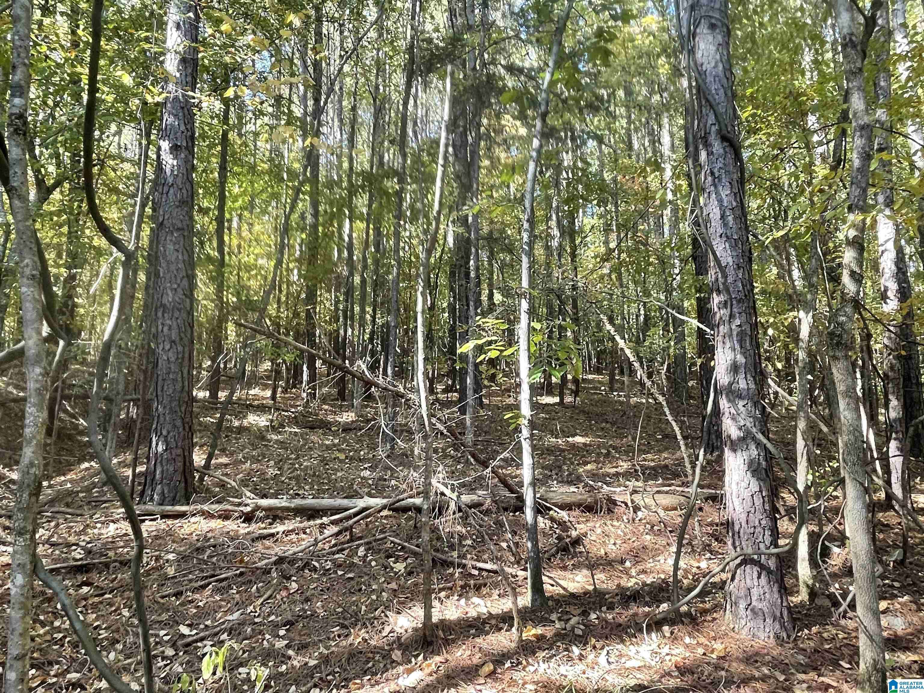 Oneonta, AL 35121,Lot #4 HIGHWAY 75 #1
