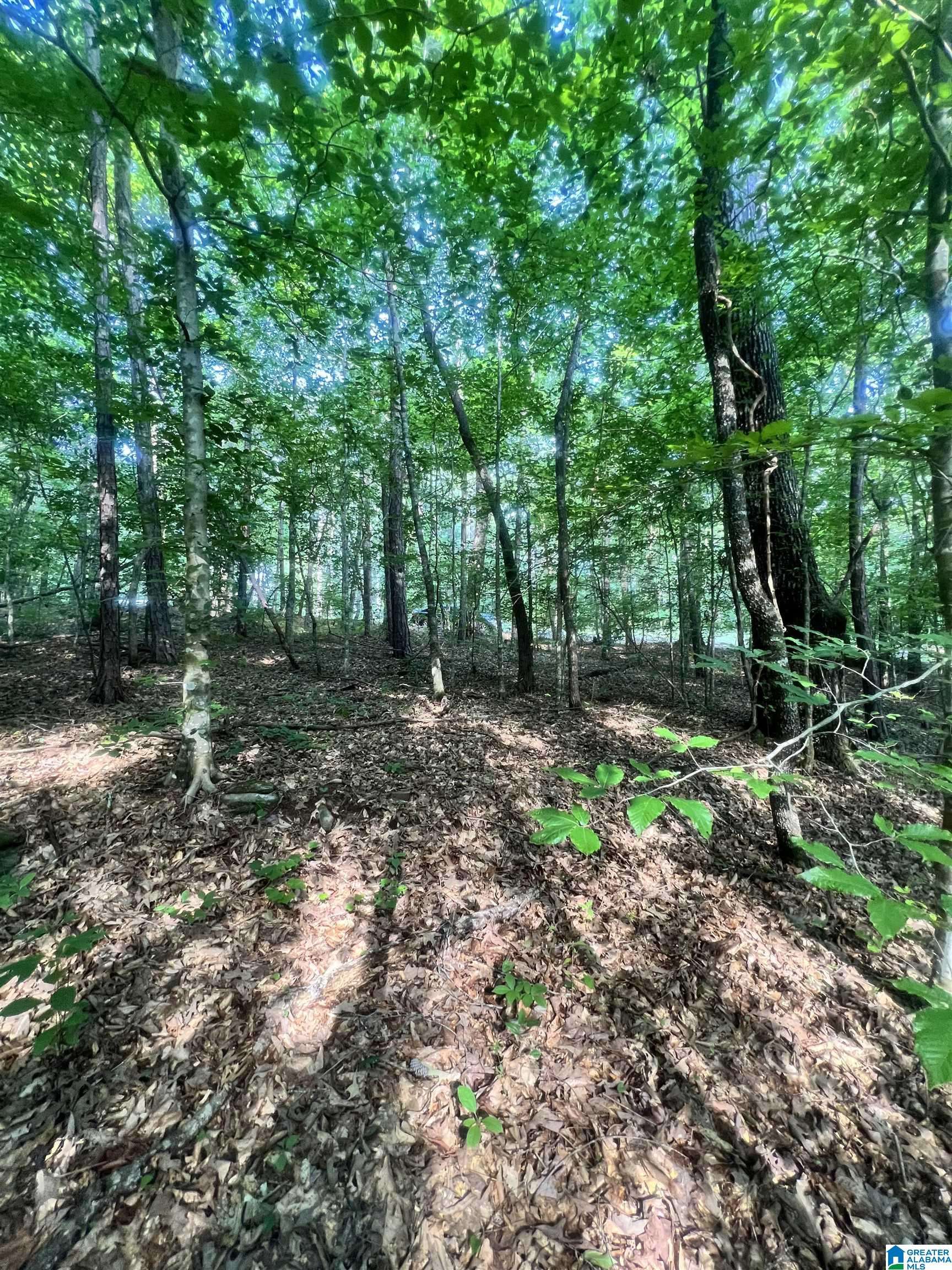 Alexander City, AL 35010,0 ANDREW JACKSON ROAD #19