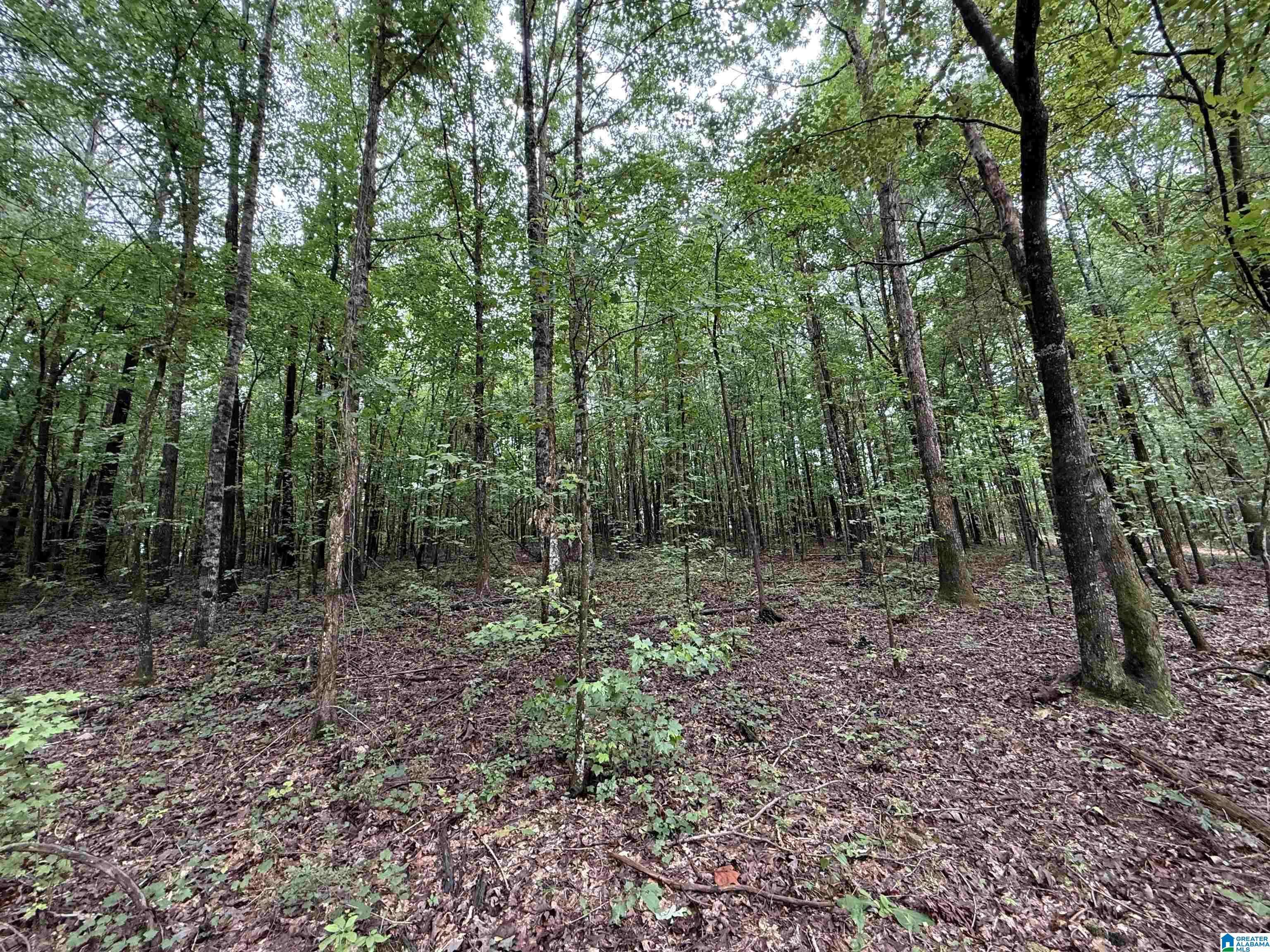 Vandiver, AL 35176,53756 HIGHWAY 25 #0