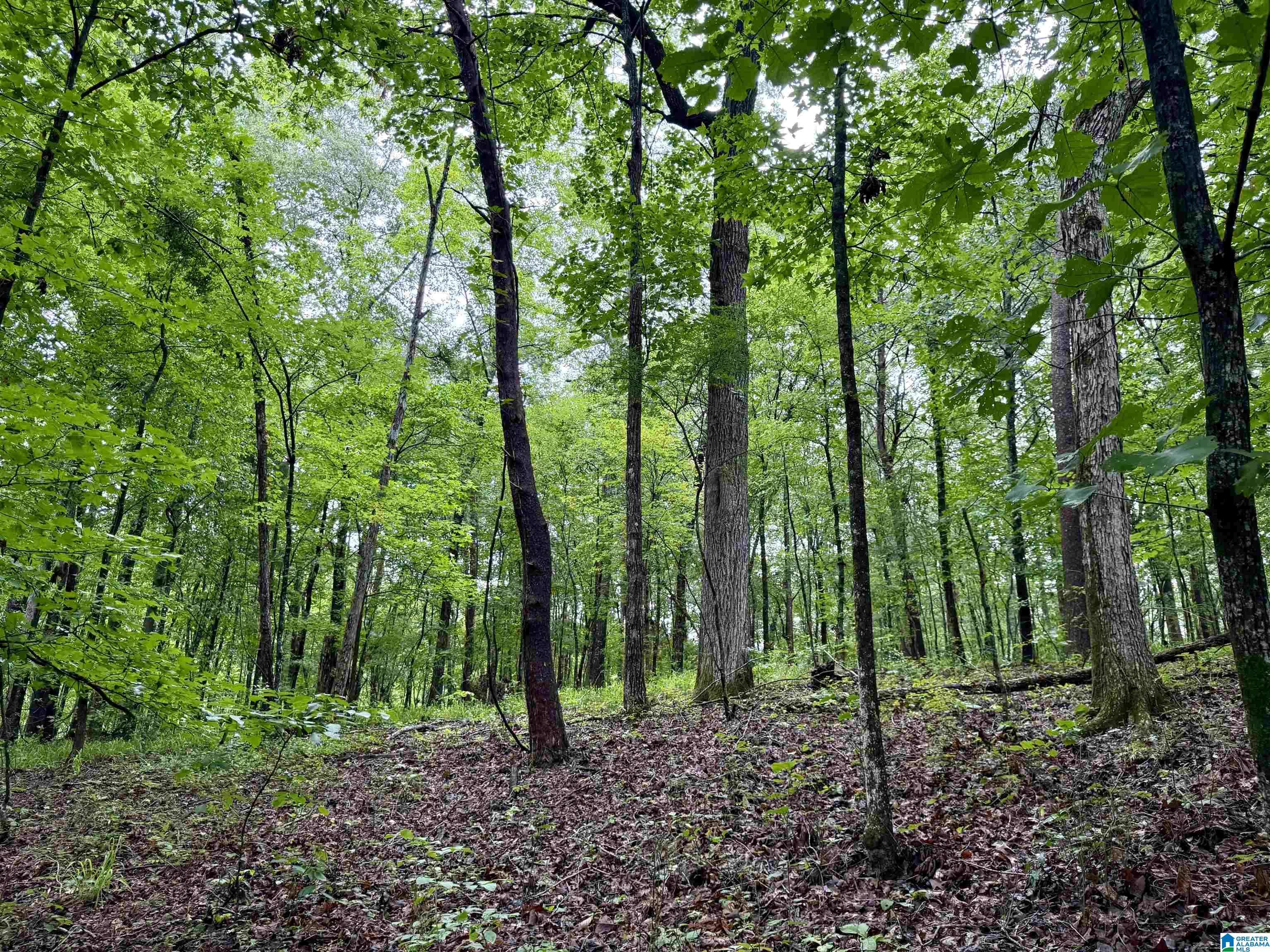 Vandiver, AL 35176,53756 HIGHWAY 25 #0