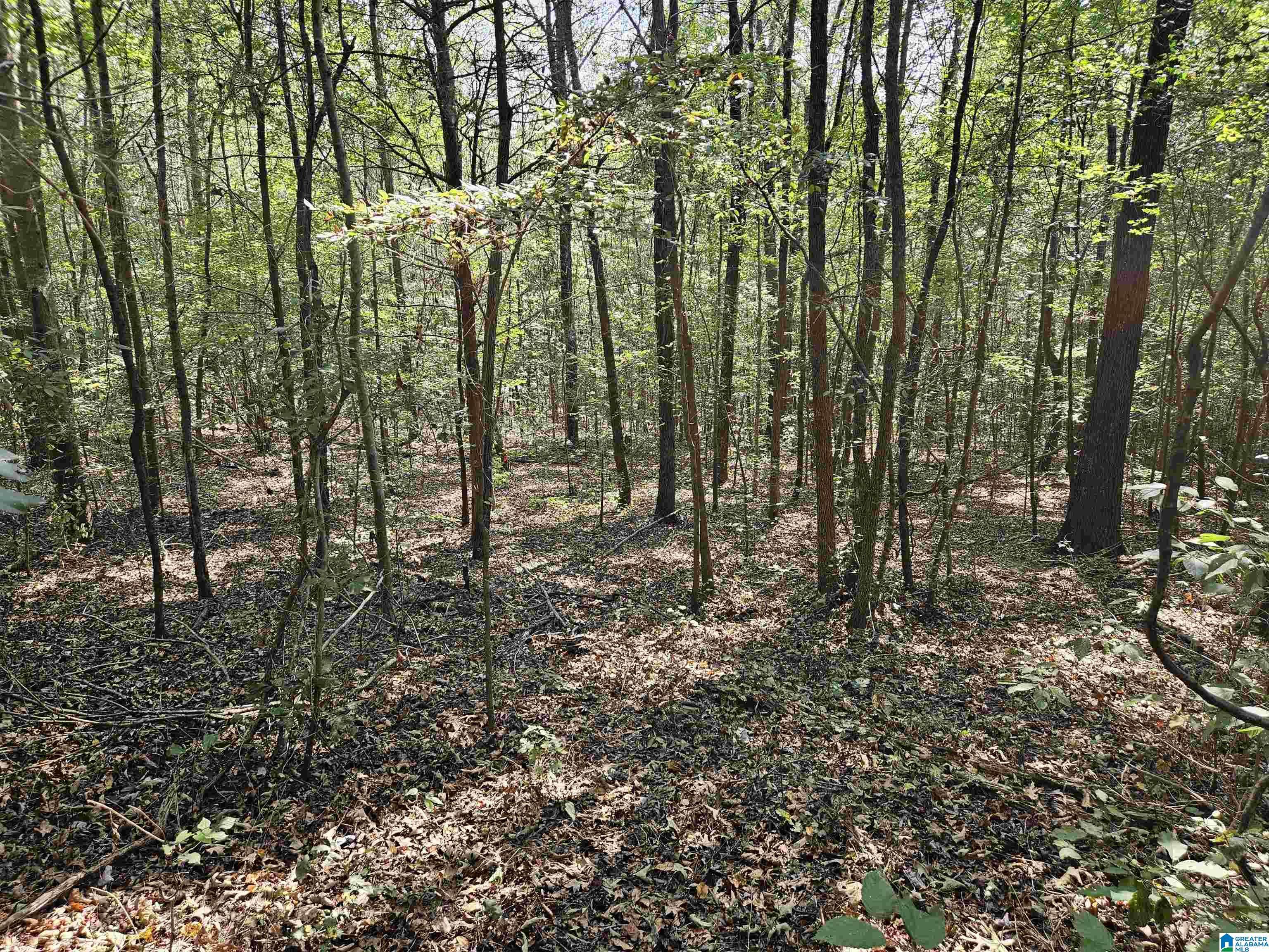 Gallant, AL 35972,PLEASANT VALLEY ROAD #0