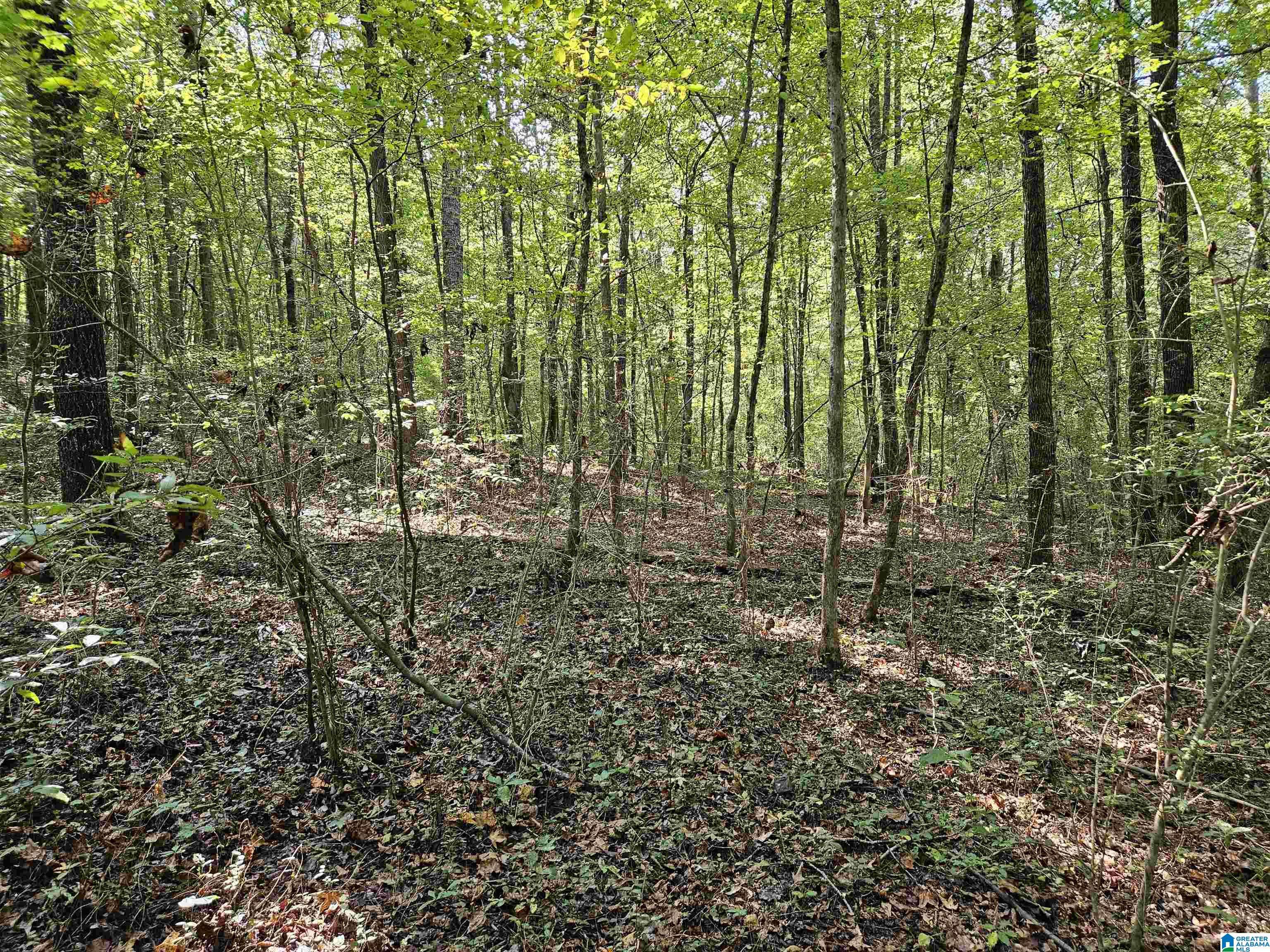 Gallant, AL 35972,PLEASANT VALLEY ROAD #0