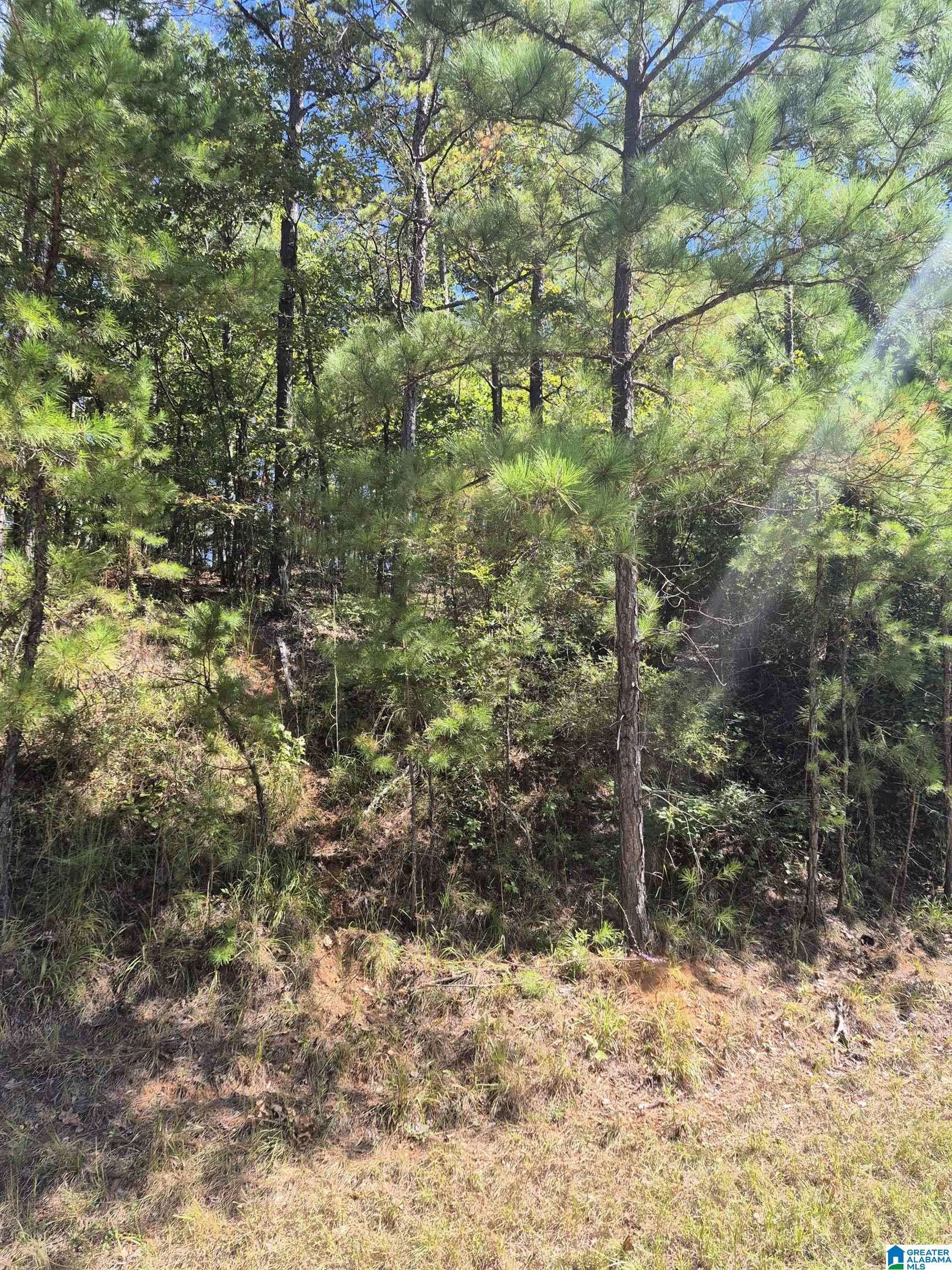 Maplesville, AL 36750,00 COUNTY ROAD 87 #1