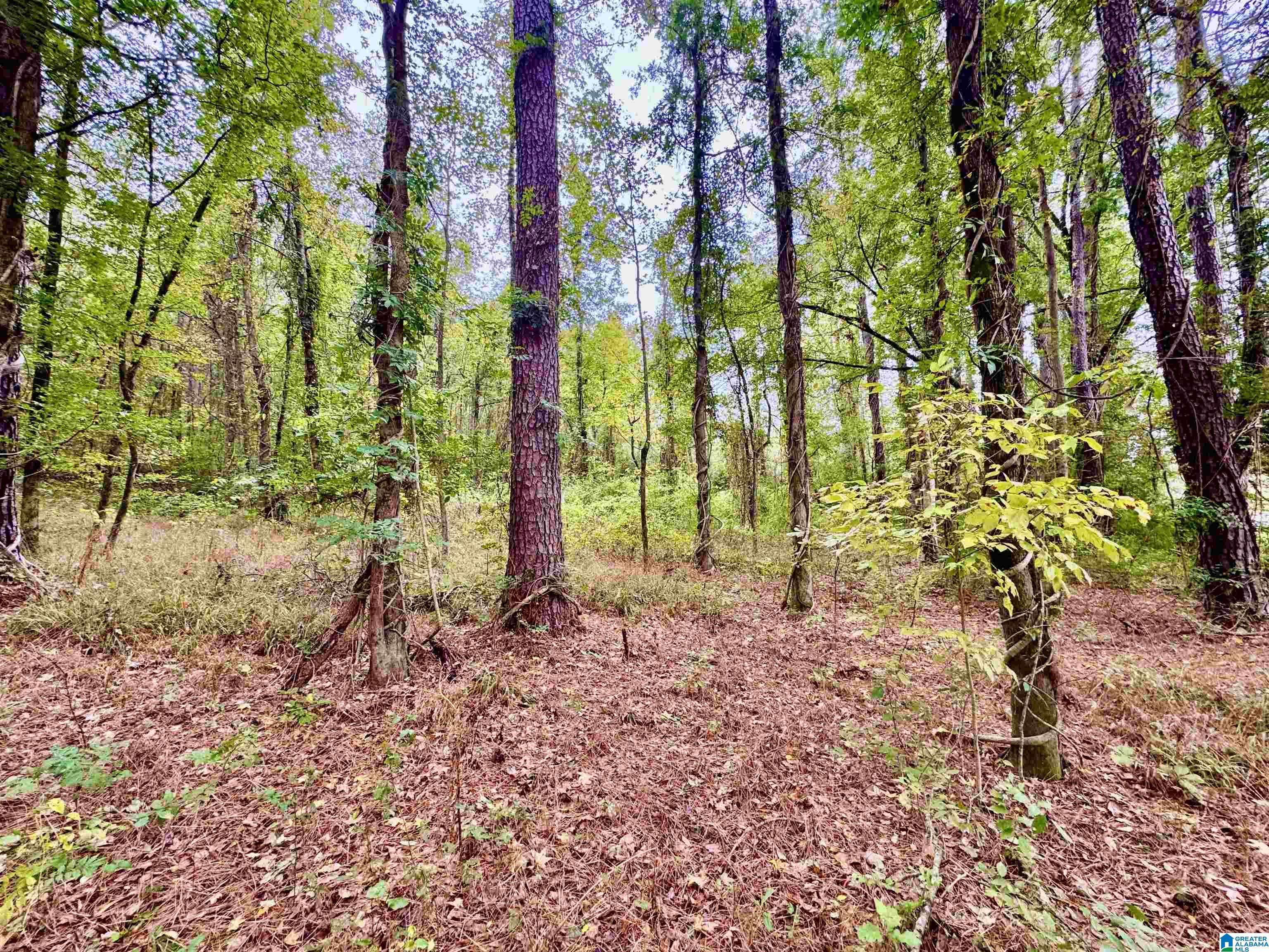 Columbiana, AL 35051,0 HIGHWAY 25 #--