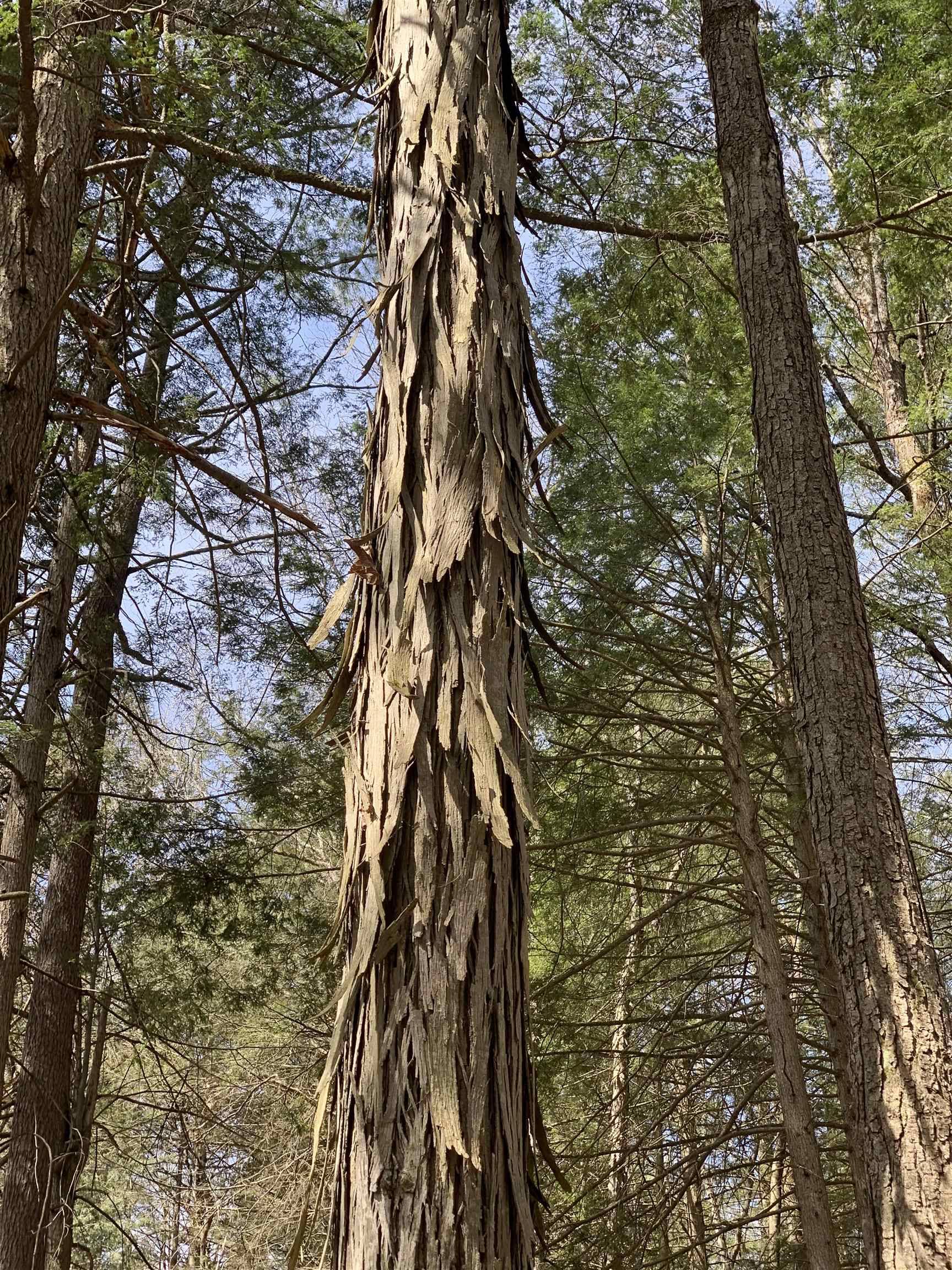 Putney, VT 05346,19 Shag Bark HL