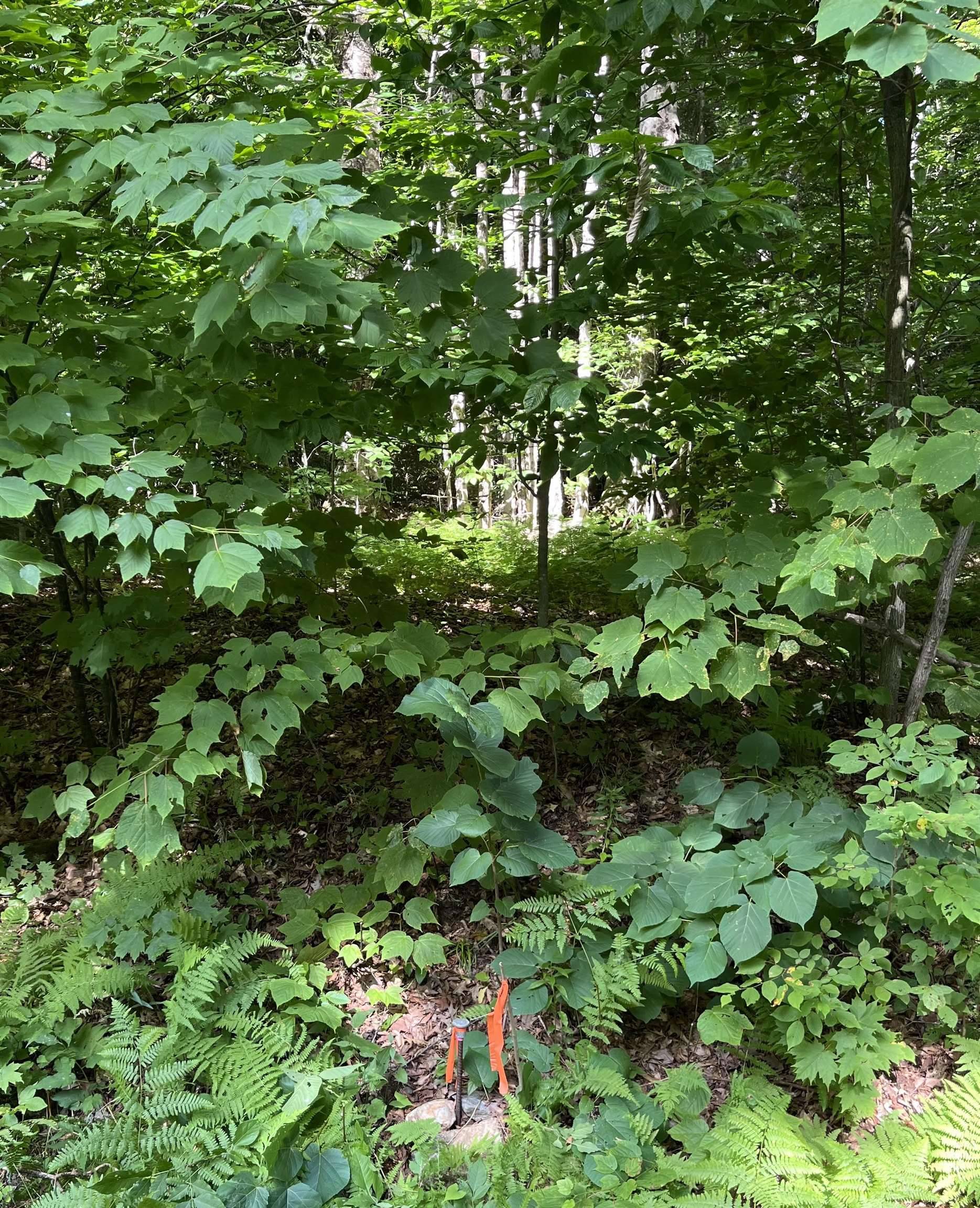 Dover, VT 05341,101 North ST #NS021