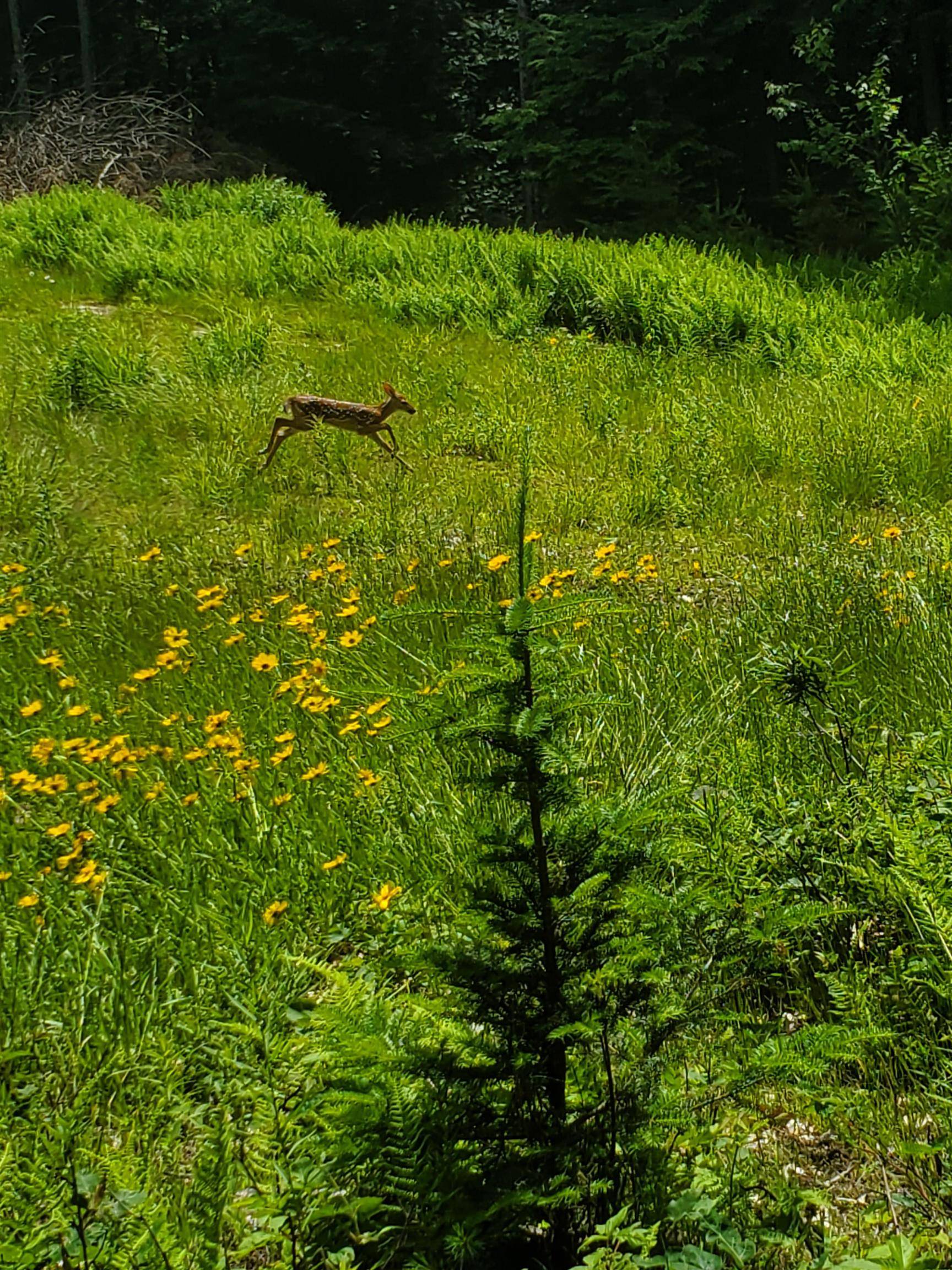 Canaan, NH 03741,000 West Farms RD