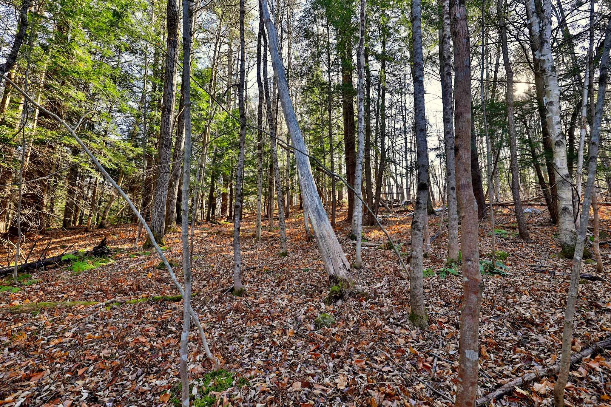 Ludlow, VT 05149,00 Partridge RD #52