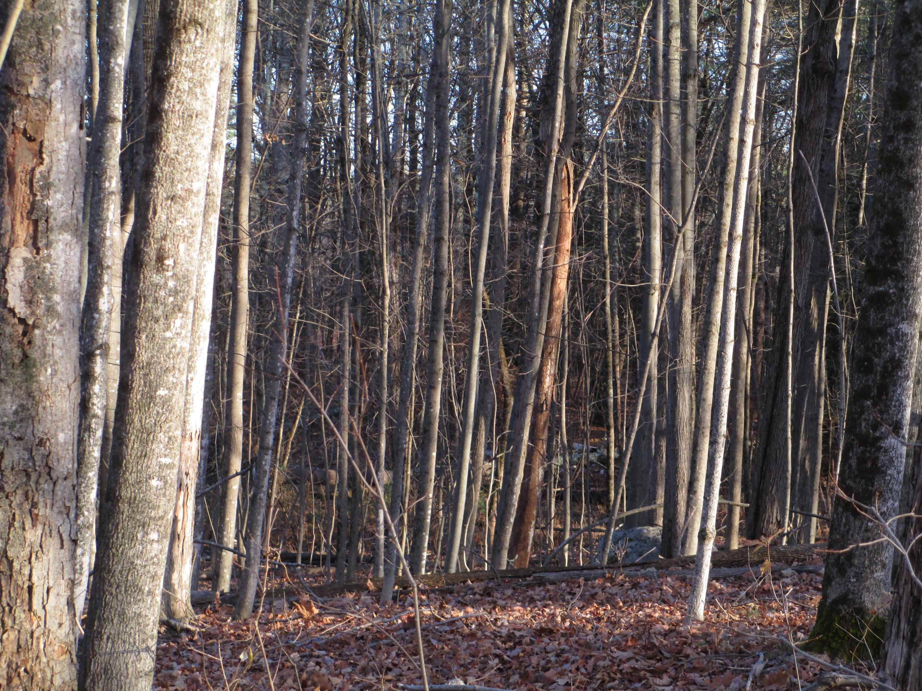 Mont Vernon, NH 03057,2-47 Old Amherst RD