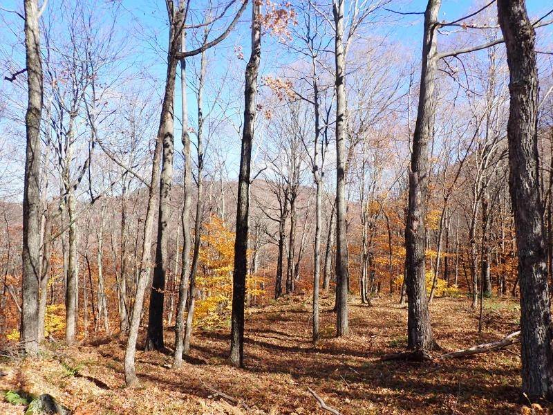 Sandgate, VT 05250,0 Chunks Brook RD