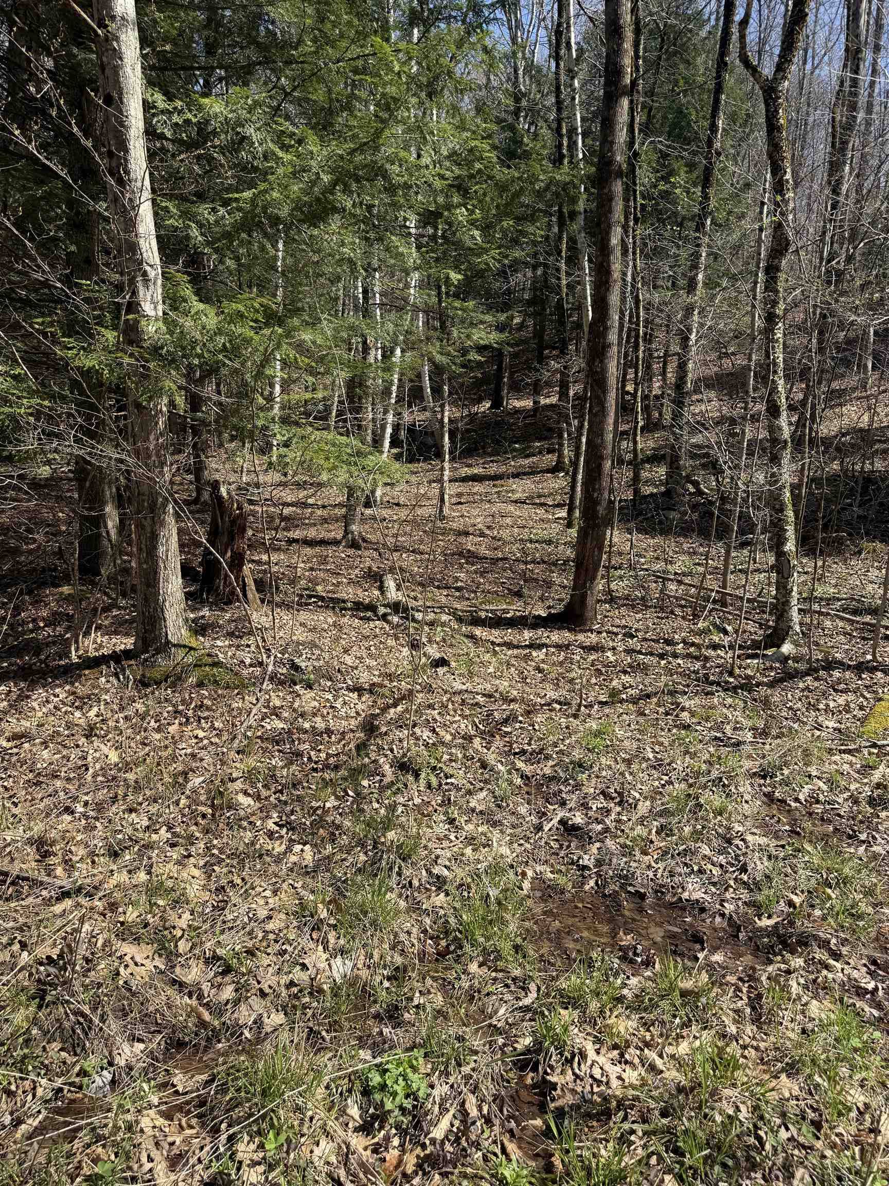Brandon, VT 05733,00 Robin Bird LN