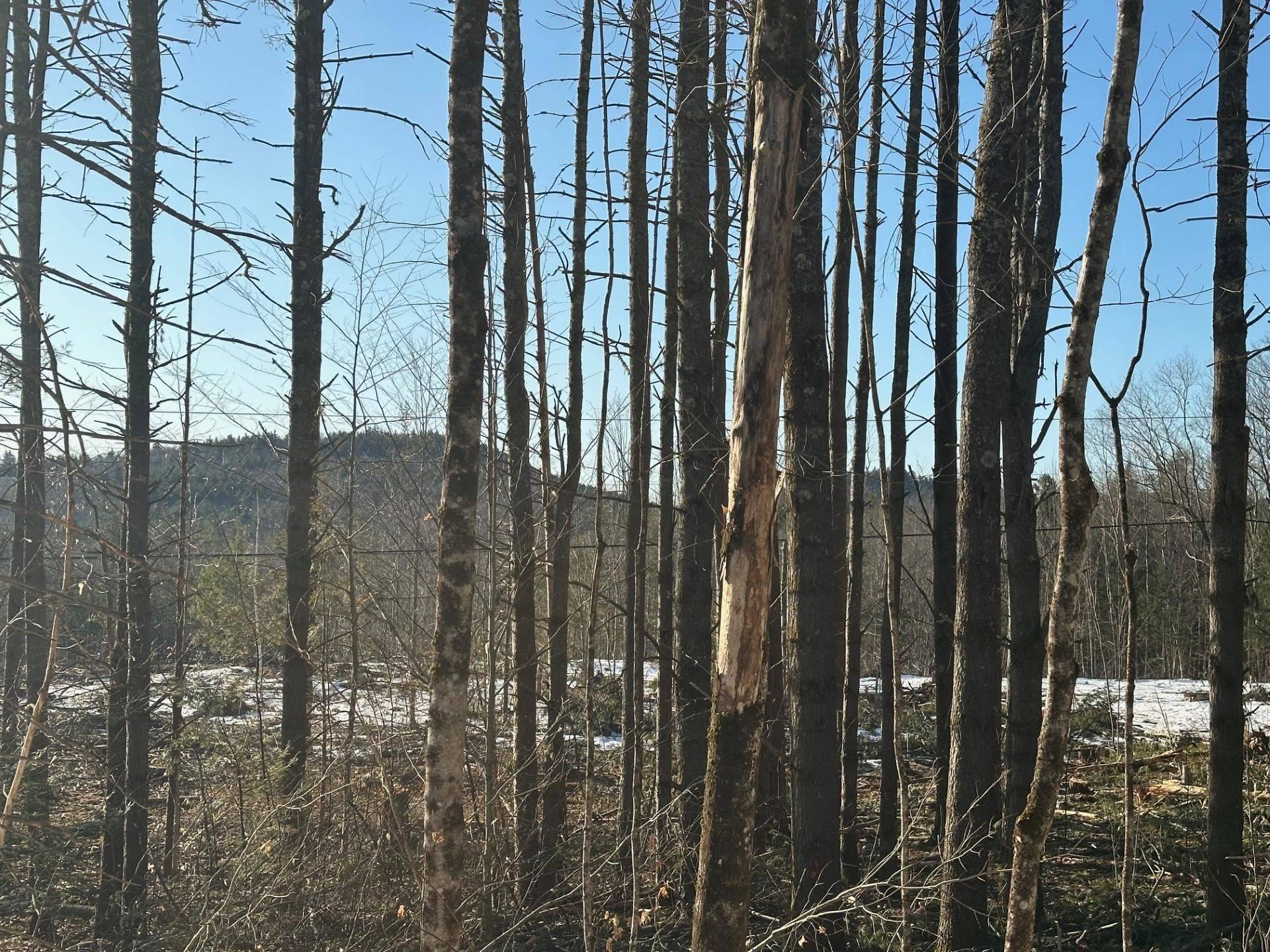 Ossipee, NH 03814,00 Thurley RD