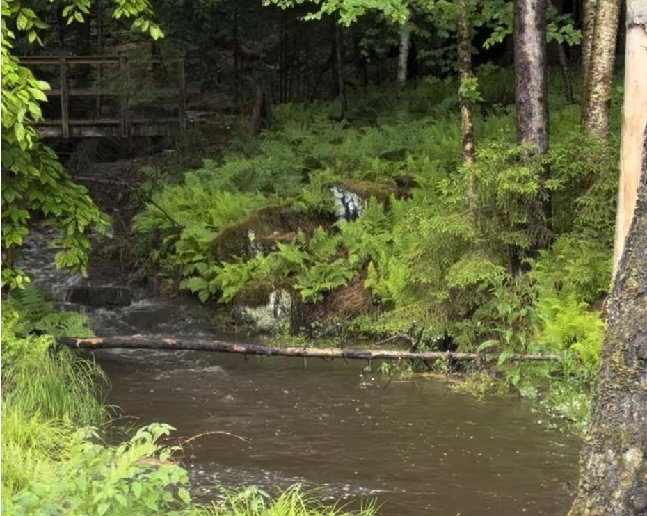 Stowe, VT 05672,00 Needle Leaf LN